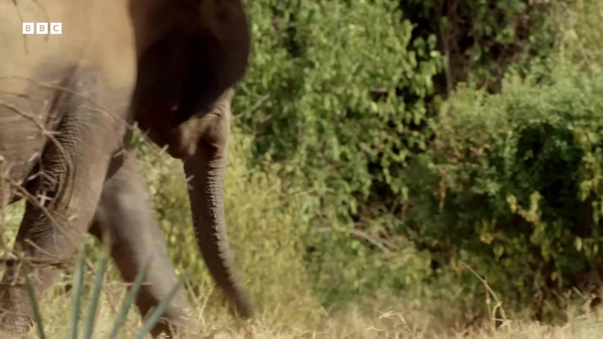 a baby elephant is walking through the grass focus on the elephant running in savana national geographic channel still from nature documentary the best of elephants still from a nature documentary bbc earth an elephant in the savannah cute elephant wildlife preservation animals running along from the tusk movie national geographic footage running towards the camera