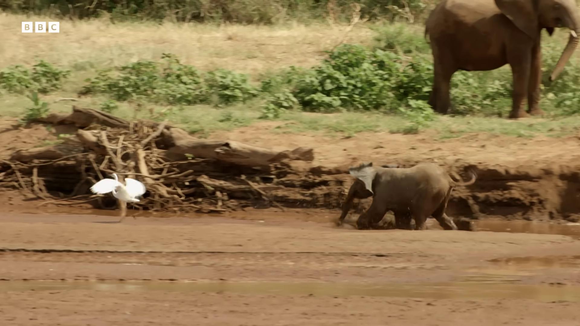 a small elephant standing in a muddy field an elephant wearing a tutu samburu the best of elephants still from nature documentary still from a nature documentary norm rockwell in africa running towards camera running in savana running towards the camera animals running along elephants flying elephant wildlife preservation running fast towards the camera cute elephant