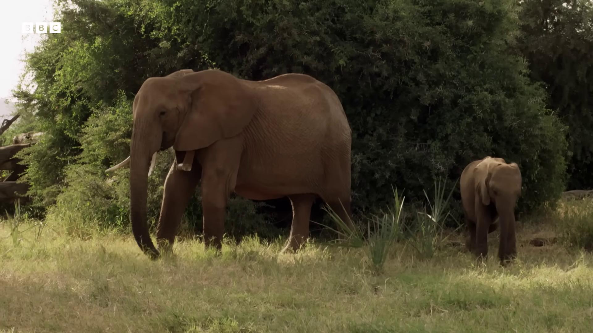 a large elephant standing in a field with a baby elephant the best of elephants african elephants in the jungle elephants still from nature documentary still from a nature documentary from the tusk movie wildlife preservation an enormous elephant king focus on the elephant elephant massive wide trunk national geographic channel an elephant doing yoga poses