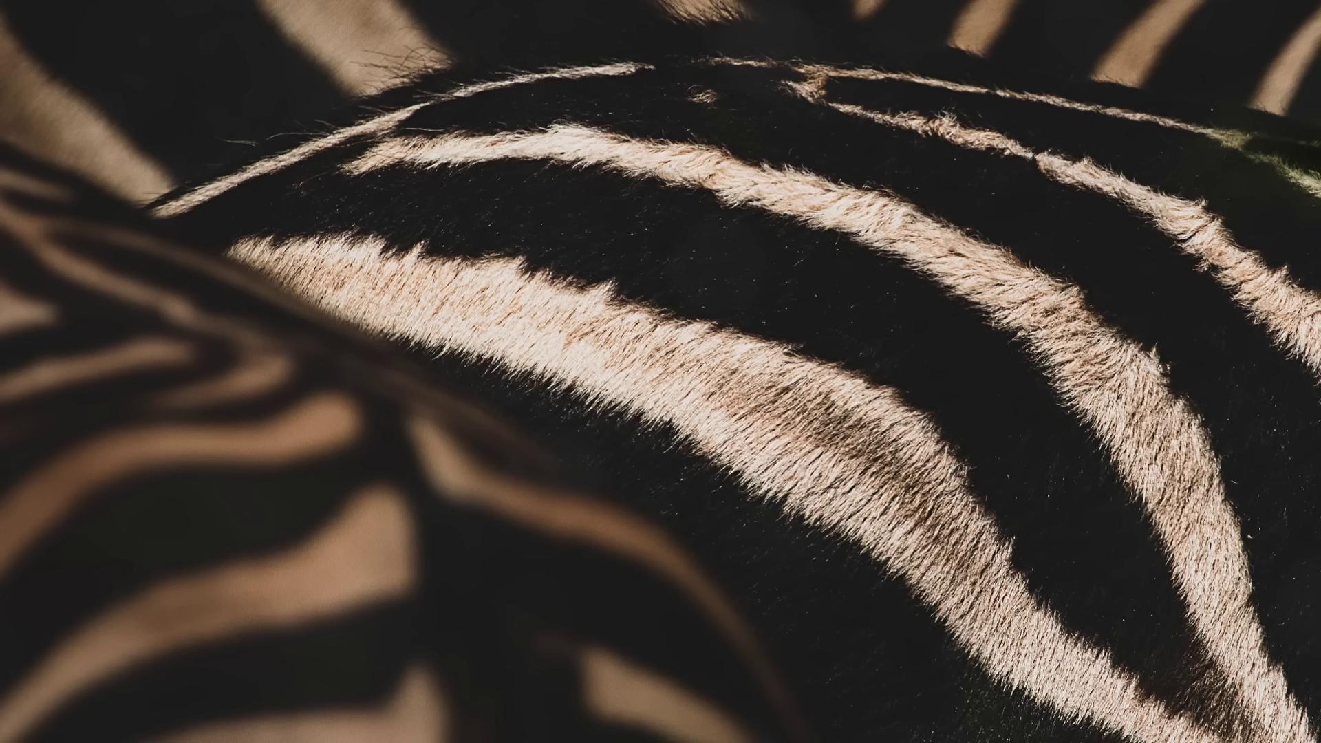 a close up of a zebras head zebra op art zebra stripes safari background zebra still from nature documentary on beyond zebra wearing animal skin clothing still from a nature documentary white stripes all over its body detailed beautiful animals savana background high contrast hyperrealism 8k highly detailed animal black stripes