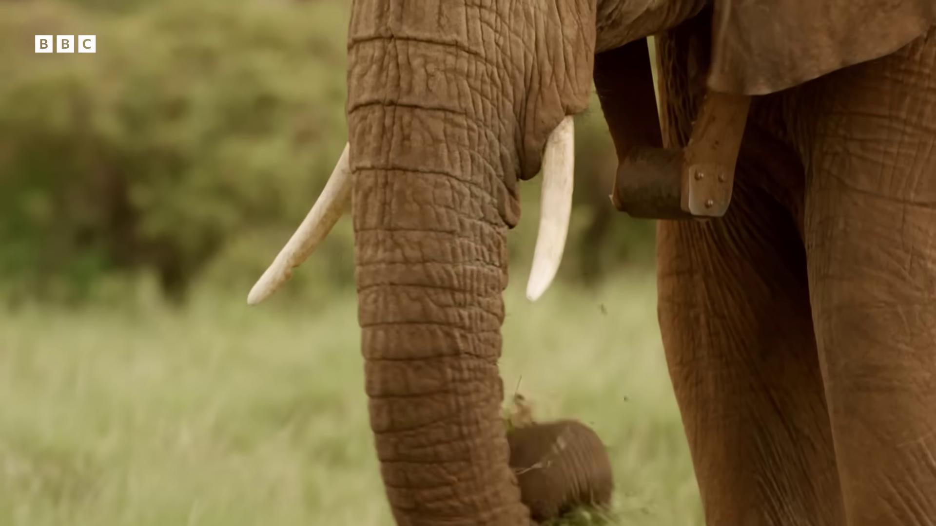 a baby elephant is walking next to an adult elephant his trunk is a huge tentacle his trunk is a long tentacle from the tusk movie huge tusks massive wide trunk the best of elephants long trunk holding a wand tusks still from nature documentary elephant an elephant wearing a tutu bbc earth an elephant