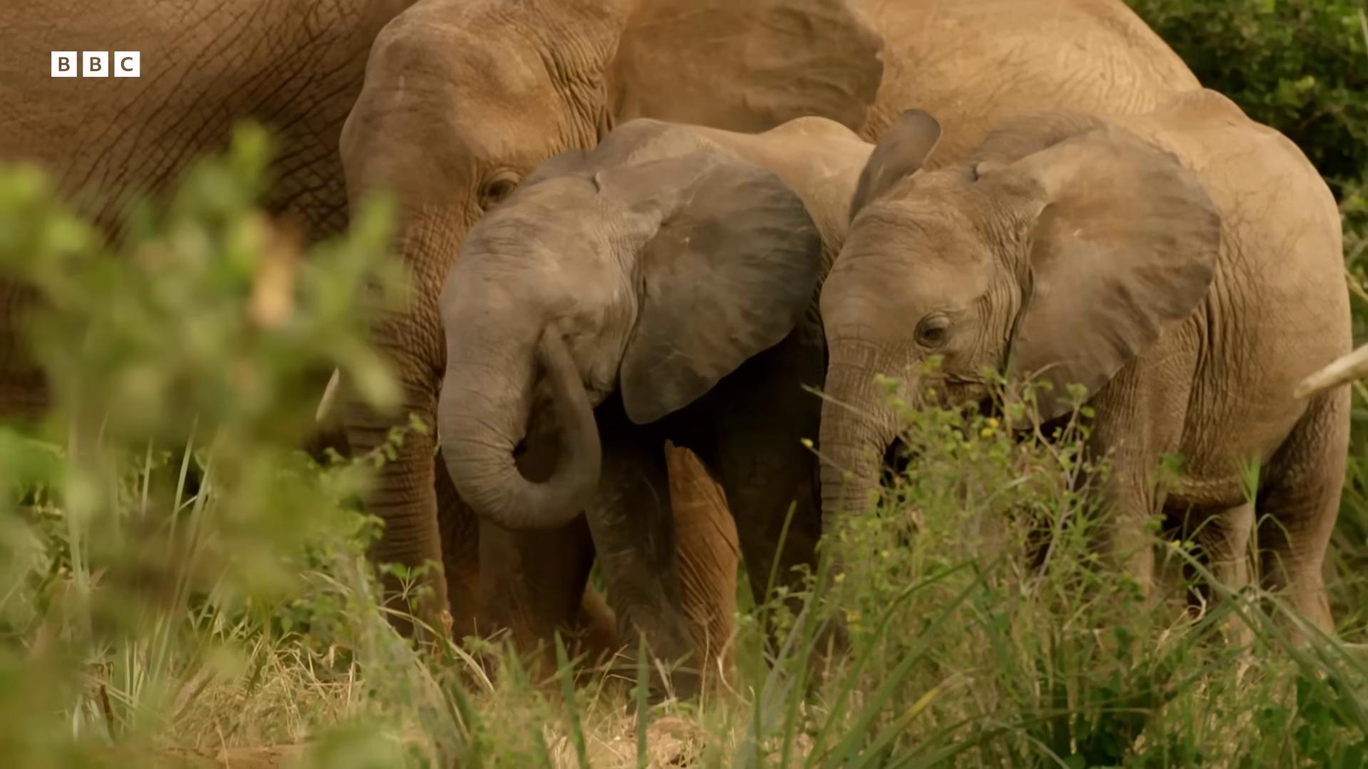 a baby elephant the best of elephants still from nature documentary bbc earth african elephants in the jungle elephants still from a nature documentary wildlife preservation national geographic channel massive wide trunk cute elephant by pat oliphant national geographic footage featured on vimeo an elephant in the savannah aweinspiring awardwinning tusks