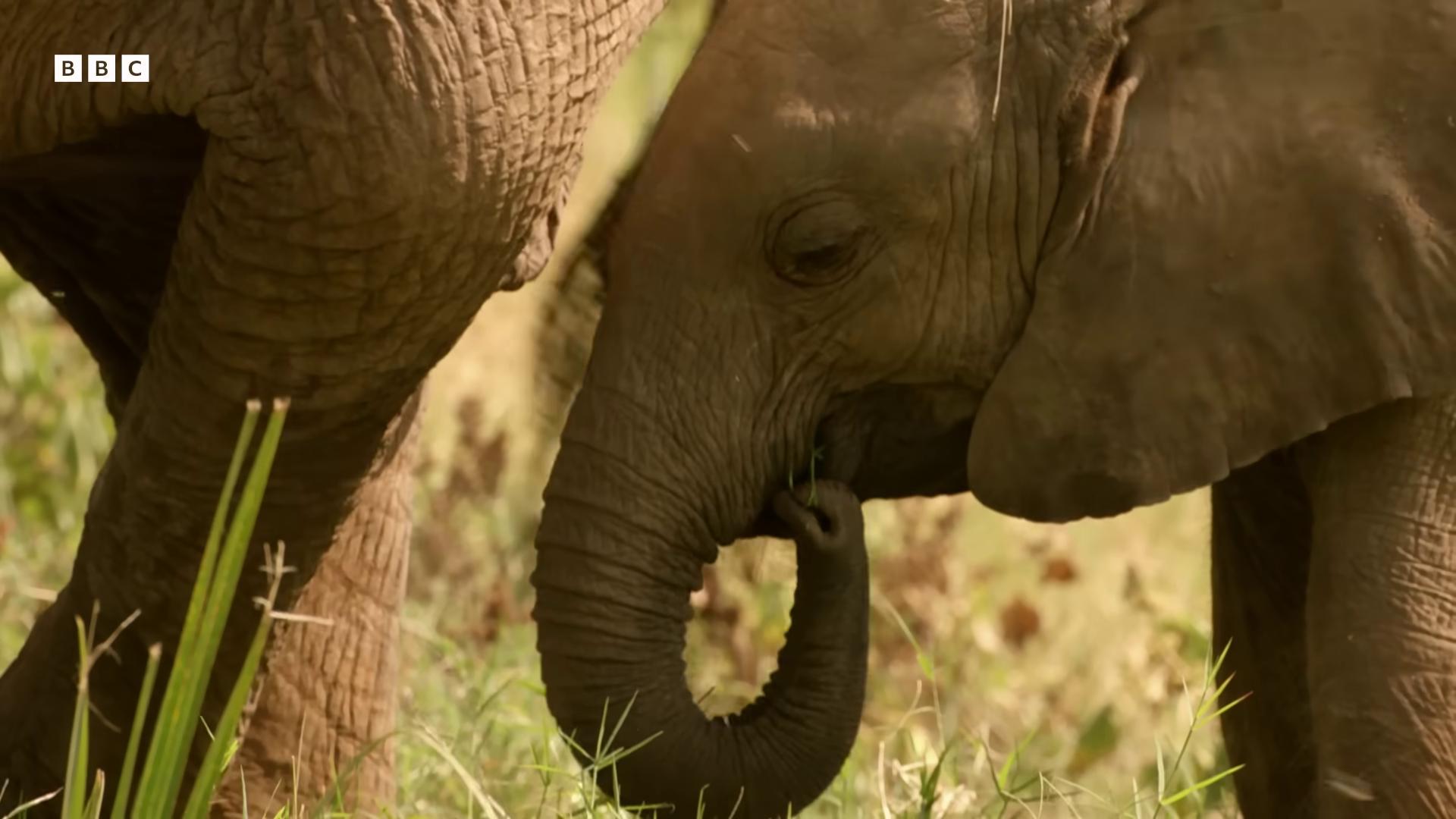 a baby elephant is standing next to an adult elephant the best of elephants still from nature documentary bbc earth cute elephant still from a nature documentary aweinspiring awardwinning massive wide trunk wildlife preservation national geographic channel by pat oliphant elephants huge tusks tusks maternal