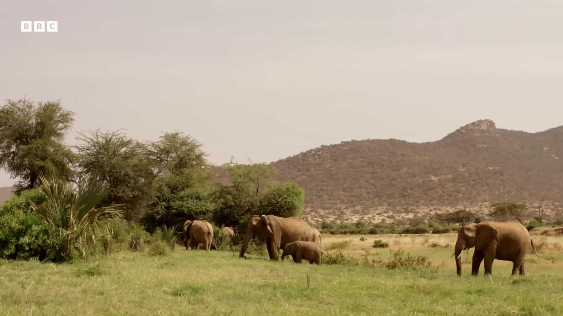 a group of elephants grazing in a field still from nature documentary samburu still from a nature documentary african elephants in the jungle elephants the best of elephants bbc earth norm rockwell in africa an elephant in the savannah landscape of africa nature documentry footage running in savana an enormous elephant king wildlife preservation
