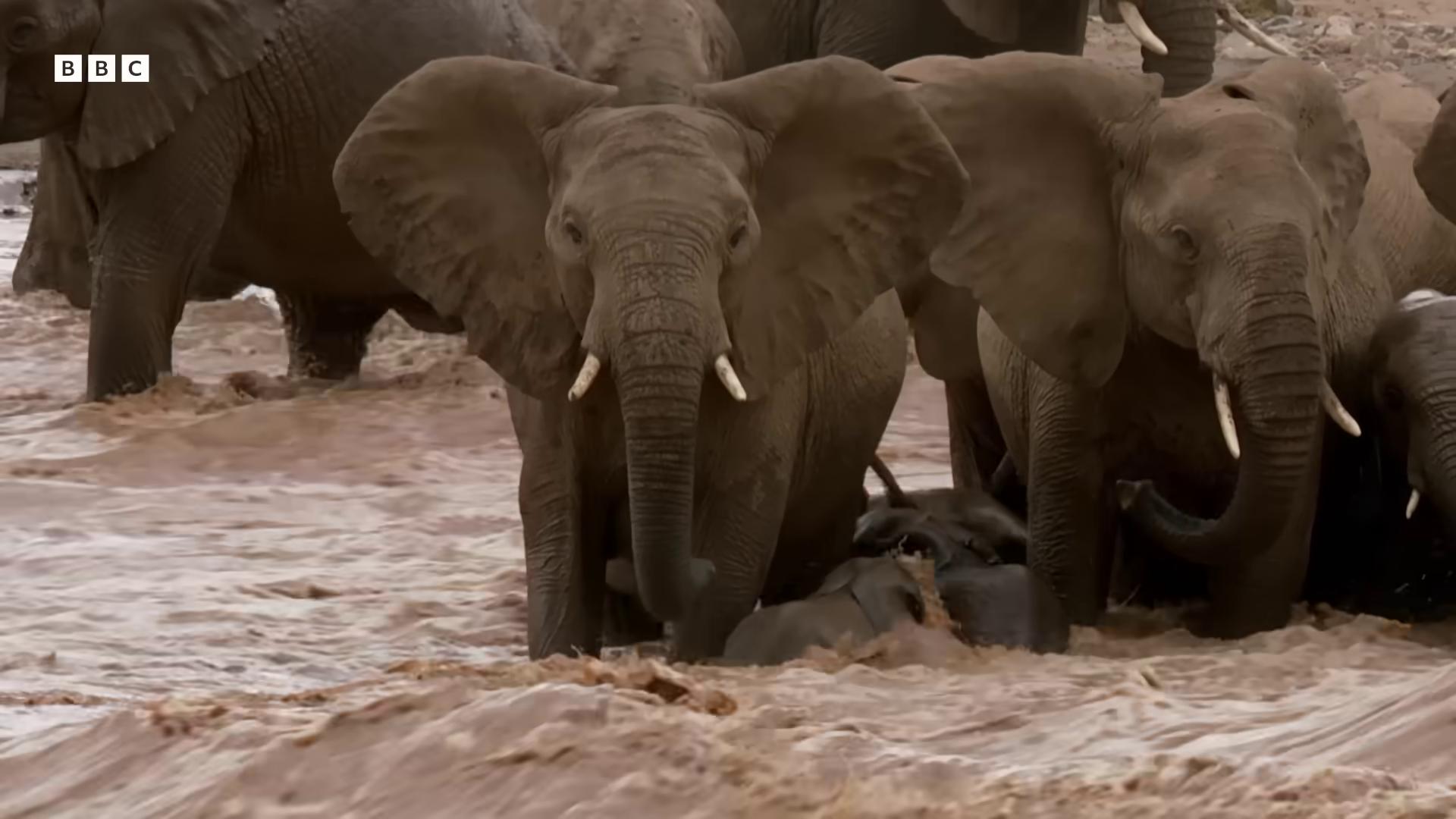 a herd of elephants are standing in the water bbc earth still from nature documentary the best of elephants in an african river national geographic channel still from a nature documentary an enormous elephant king national geographic footage elephants discovery channel norm rockwell in africa wildlife documentary african elephants in the jungle huge tusks
