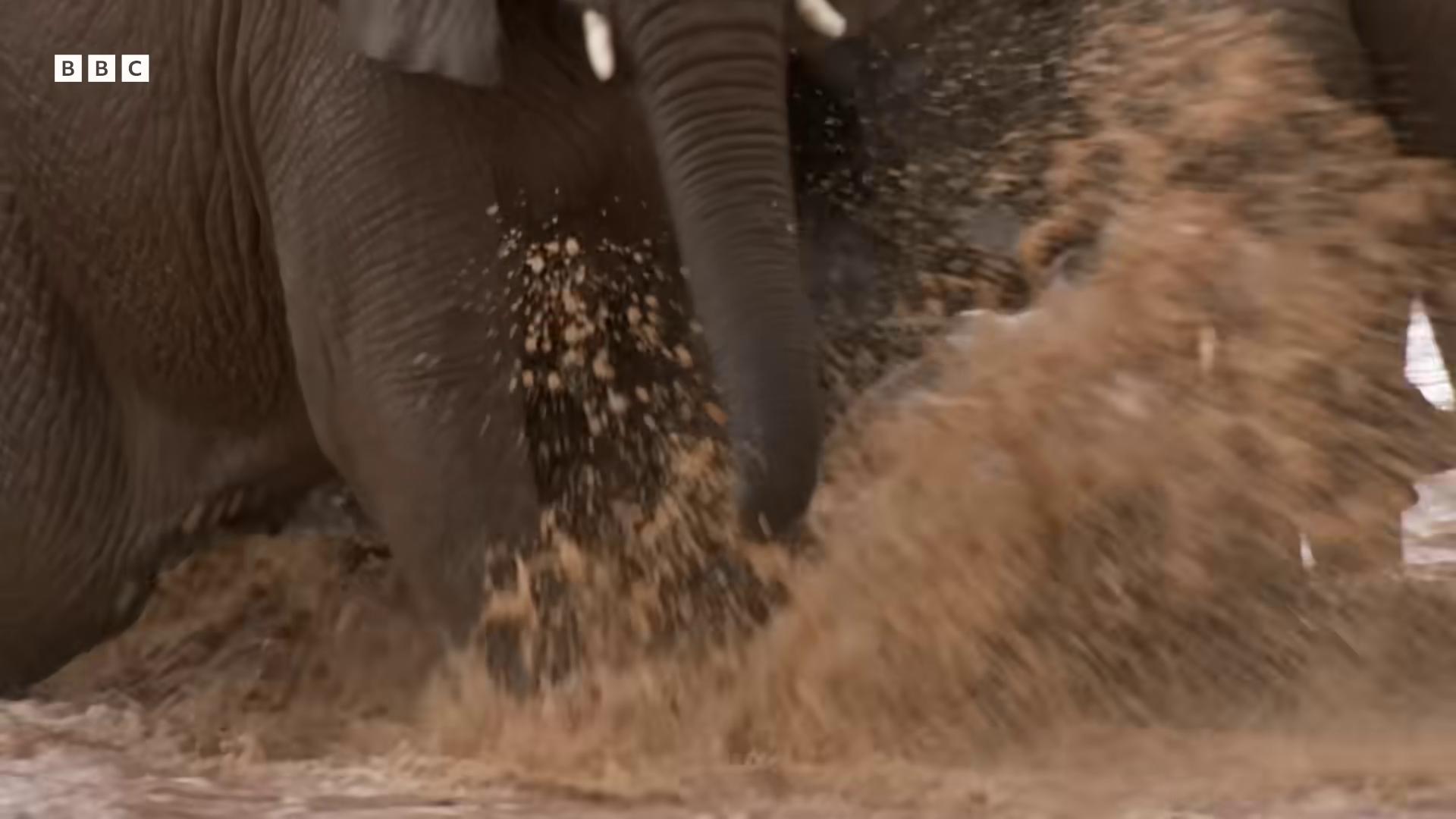 a group of elephants playing in the water still from nature documentary still from a nature documentary flying mud the best of elephants animals running along animals chasing huge bull emerging from the sand chase scene stomping wet mud mud on face buffalo hunt movie bbc earth rainfall and mud running in savana