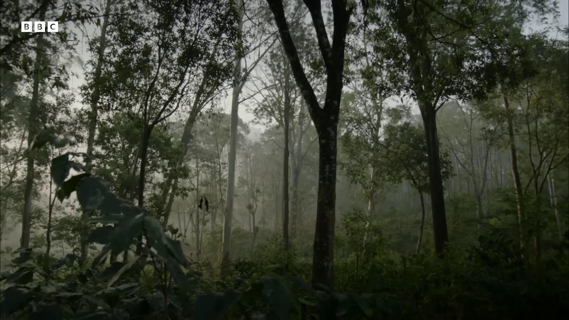 a forest with trees and fog deforested forest background photograph captured in a forest forest environment scene inside forest still from nature documentary forests dense forest mysterious dense forest bbc earth indian forest eucalyptus forest background by emmanuel lubezki forest on background forest and fear dark forest in background