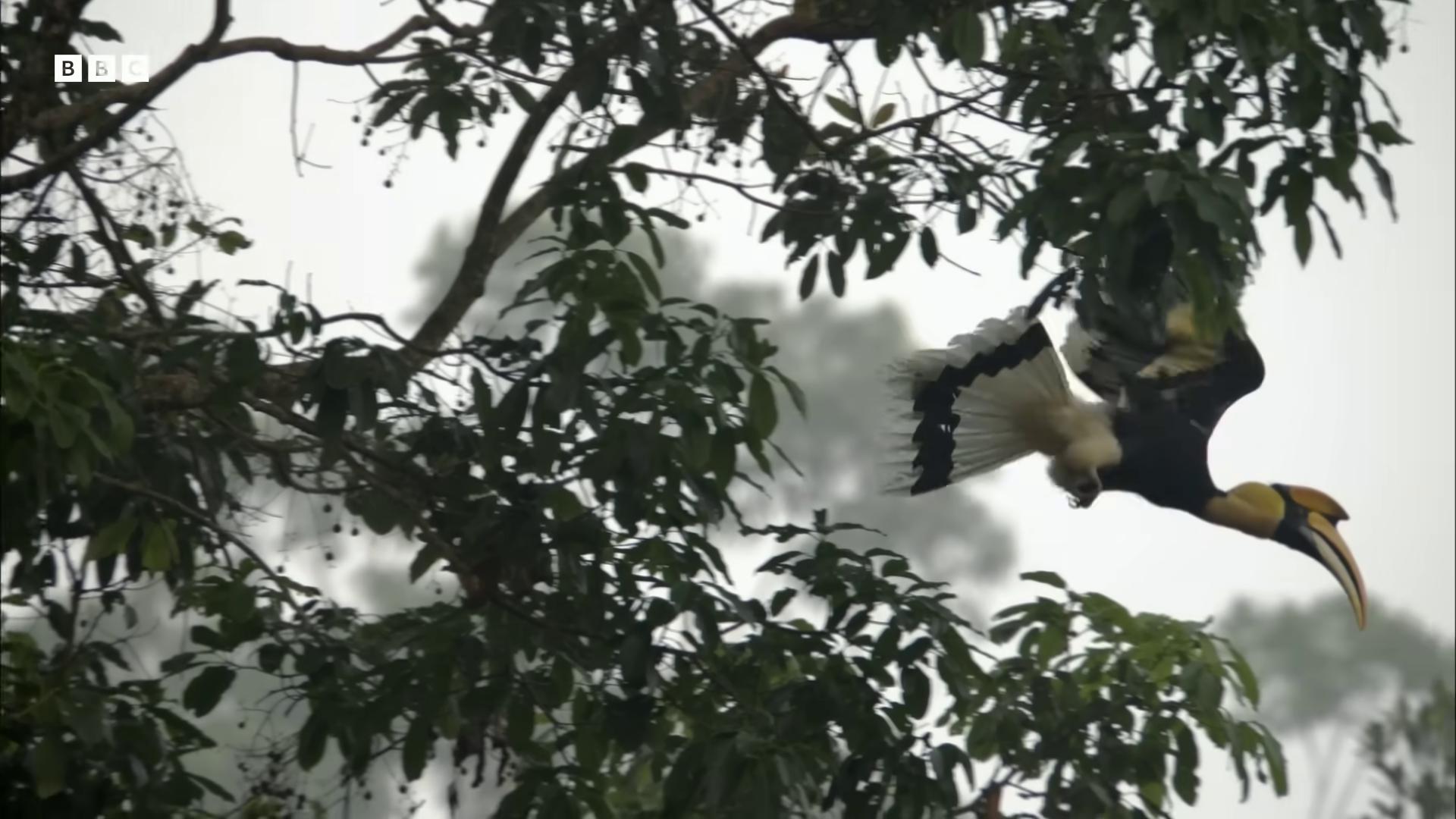 a bird is flying through the trees still from nature documentary an eagle flying still from a nature documentary rare bird in the jungle leaping from babaob tree nature documentry footage majestic symmetrical eagle wings an eagle eagle eat snake aerial combat bbc earth flying giant animals vulture helicopters and tremendous birds