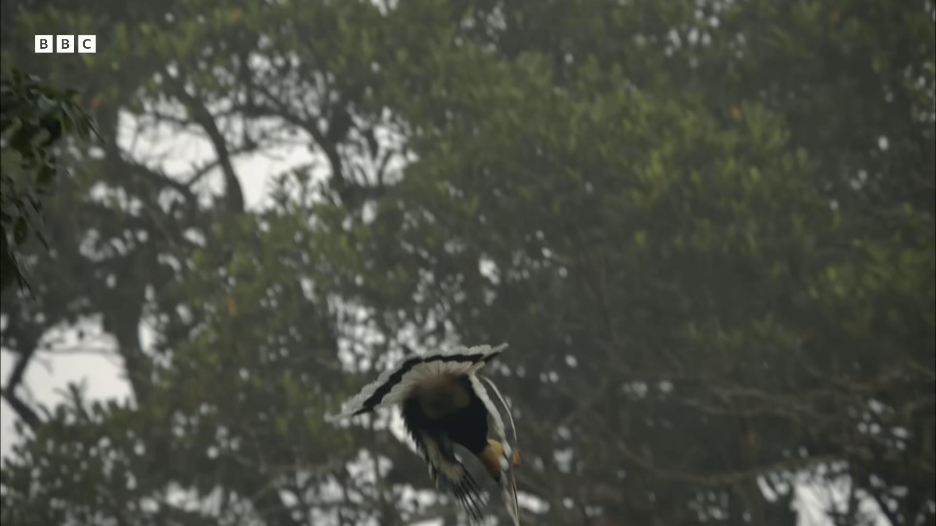 a bird is perched on a tree branch still from nature documentary still from a nature documentary majestic symmetrical eagle wings an eagle flying leaping from babaob tree birds flying away from explosion wildlife documentary nature documentry footage helicopters and tremendous birds eagle eat snake flying towards the camera colorful bird with a long an eagle