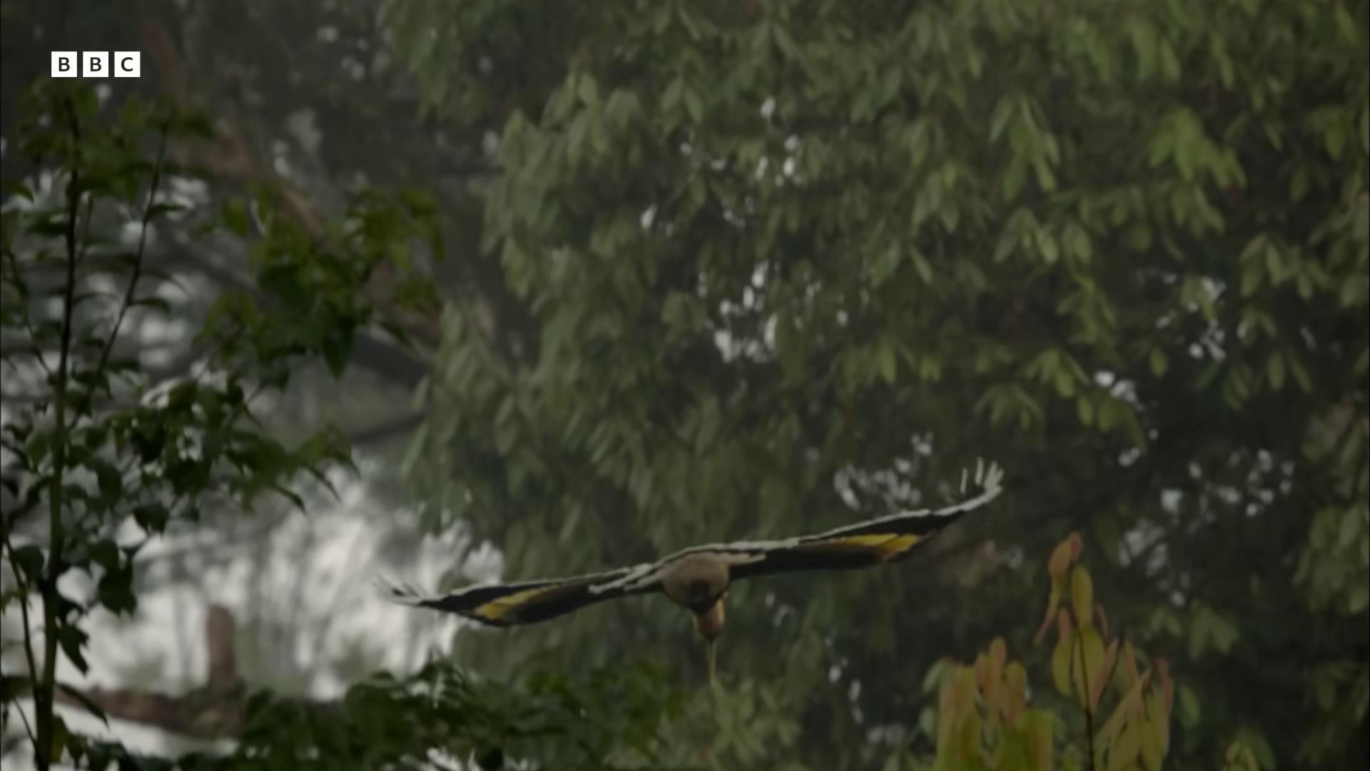 a bird flying through the air in the rain still from nature documentary still from a nature documentary nature documentry footage an eagle flying majestic symmetrical eagle wings still frame from a movie leaping from babaob tree bbc earth large wingspan still from a live action movie highly detailed vfx scene birds f cgsociety