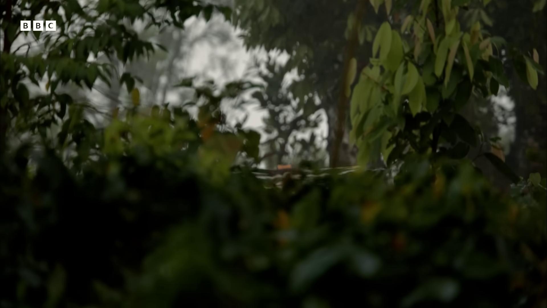 a bird is perched on a tree branch still from the movie predator from kong skull island 2017 denis villeneuve cinematography kong skull island 2017 2018 cinematography metal gear movie still 2 0 1 5 cinematography 2015 cinematography still from marvel movie spooky netflix still shot