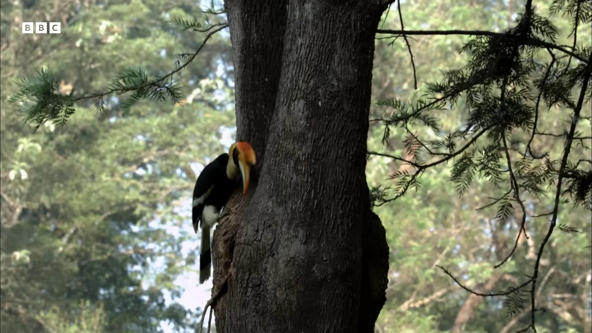 a toucan perched on a tree branch still from nature documentary still from a nature documentary rare bird in the jungle nature documentry footage in a dense forest photograph captured in a forest wildlife documentary with a yellow beak national geographic footage birds and trees bbc earth beaks wildlife preservation
