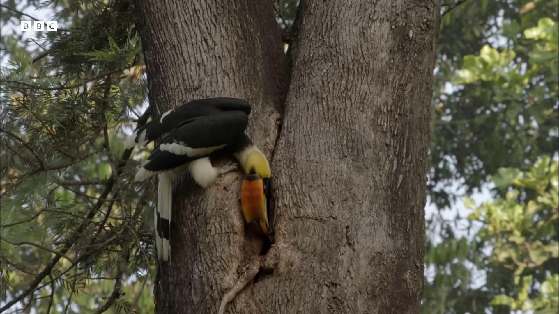 a bird is perched on a tree branch still from nature documentary still from a nature documentary 6 toucan beaks toucan with a yellow beak beaks animals mating yellow beak nature documentry footage national geographic footage colorful bird with a long wildlife documentary wildlife preservation male and female