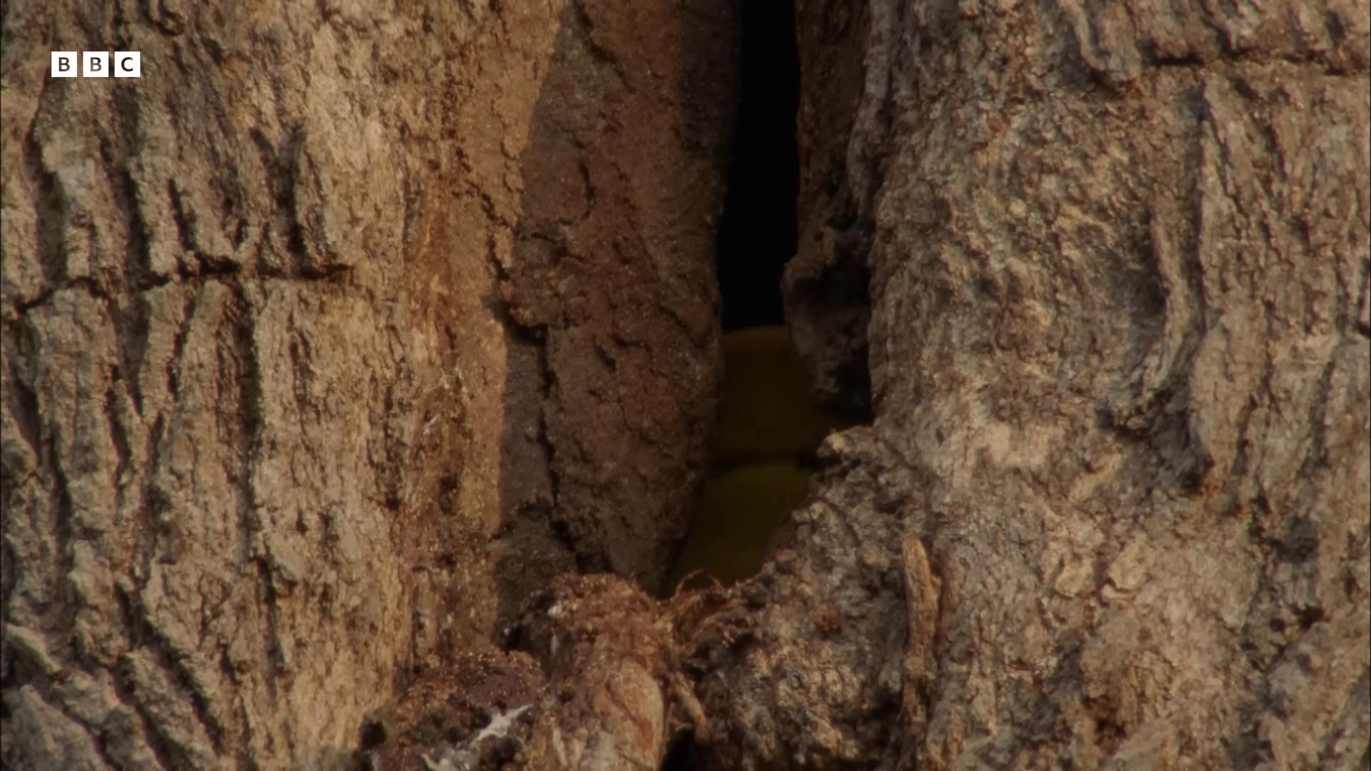 a bird is sitting in the hole of a tree still from a nature documentary still from nature documentary the yellow creeper hides in the shadows of trees ominous creature hiding detailed eyes in the bark forest portal mouth in the bark a pikachu in a forest anaconda pikachu in a forest still frame from a movie