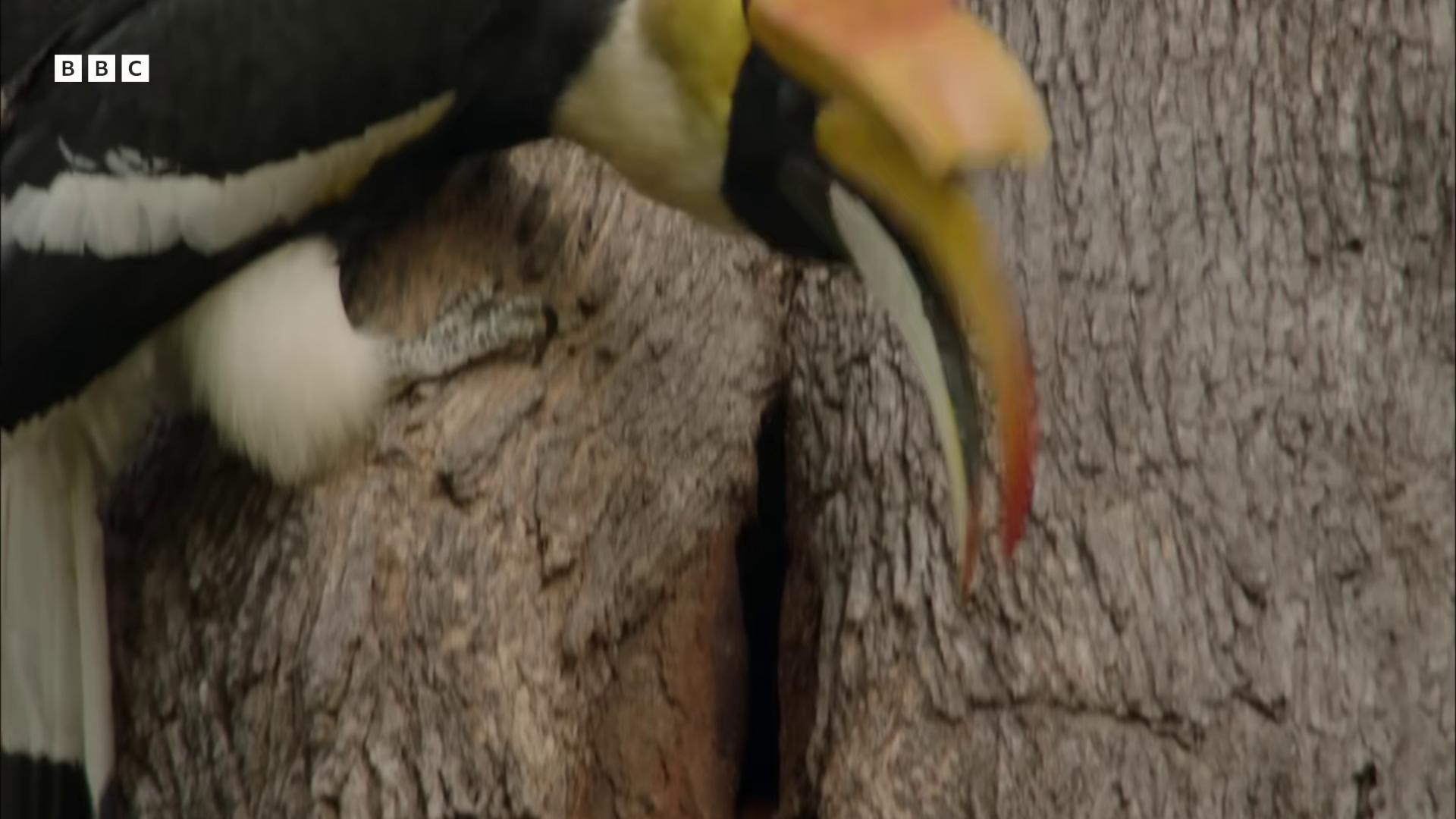 a bird is perched on a tree trunk still from a nature documentary still from nature documentary 6 toucan beaks toucan beaks beak national geographic footage his nose is a black beak nature documentry footage rounded beak one big beak in a nest nest yellow beak nature documentary