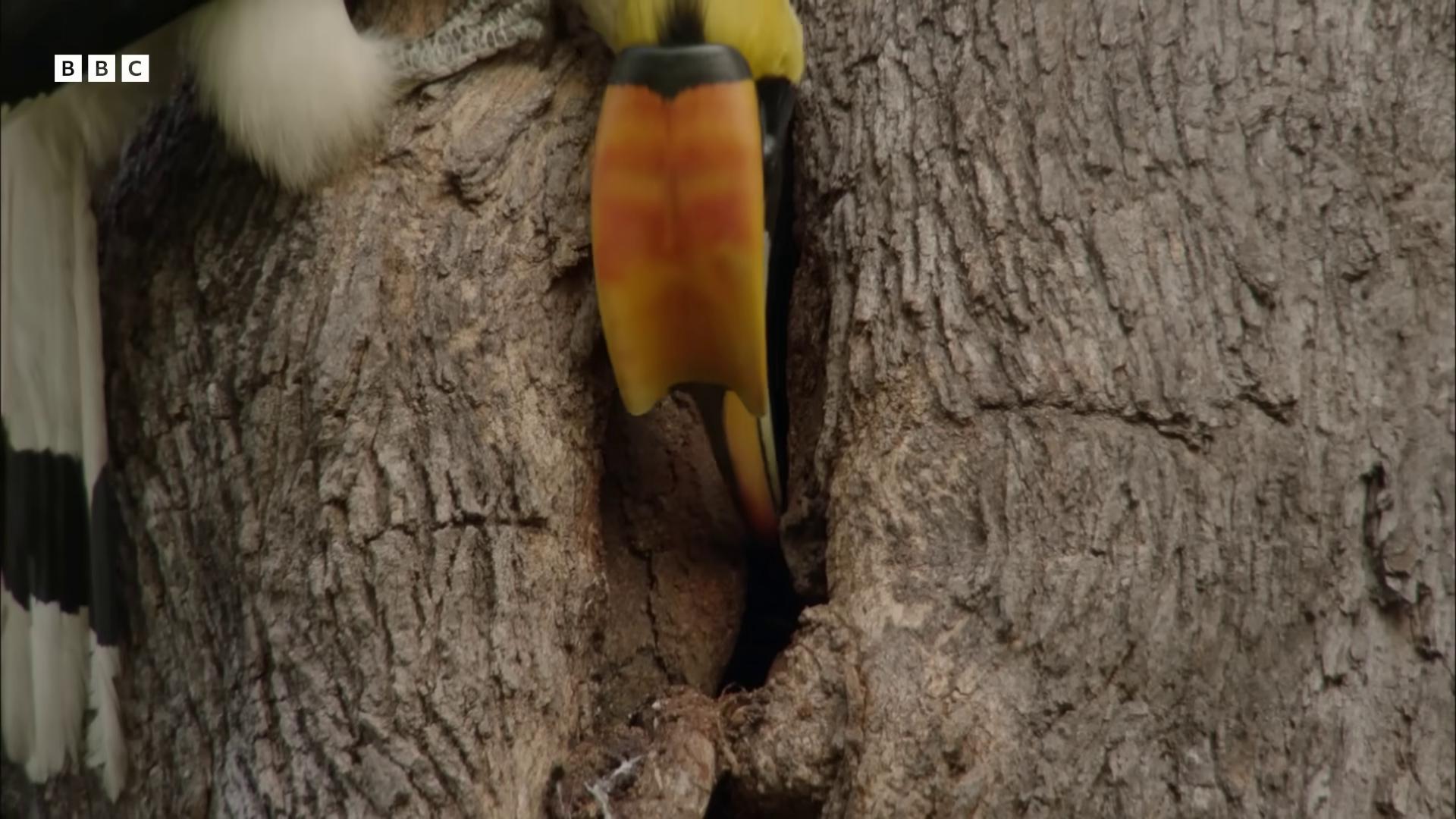 a bird is sitting on a tree trunk still from nature documentary still from a nature documentary 6 toucan beaks toucan beaks yellow beak national geographic channel national geographic footage with a yellow beak colorful bird with a long wildlife preservation mouth in the bark nature documentry footage rounded beak