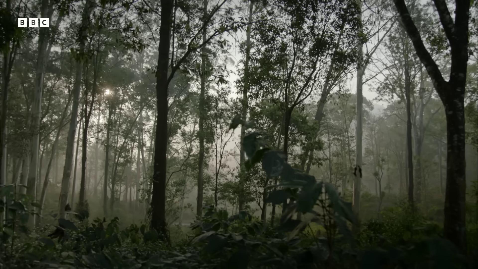 a forest with trees and fog eucalyptus forest background photograph captured in a forest by emmanuel lubezki deforested forest background indian forest forest environment roger deakins cinematography mysterious dense forest roger deakins cinematography scene inside forest still from nature documentary dense forest roger deakin s cinematography