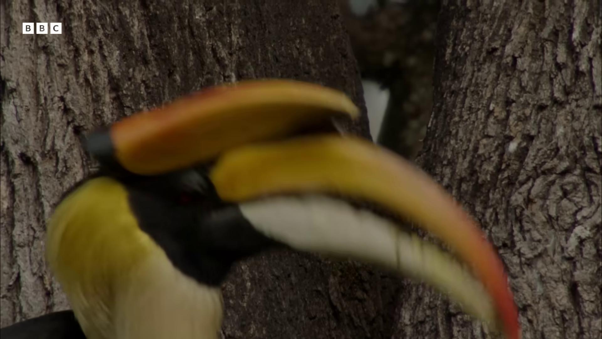 a bird with a yellow beak 6 toucan beaks still from a nature documentary still from nature documentary beaks toucan long thick shiny gold beak yellow beak beware the jubjub bird beaked mask with a yellow beak bird head beak long thick shiny black beak one big beak big beak