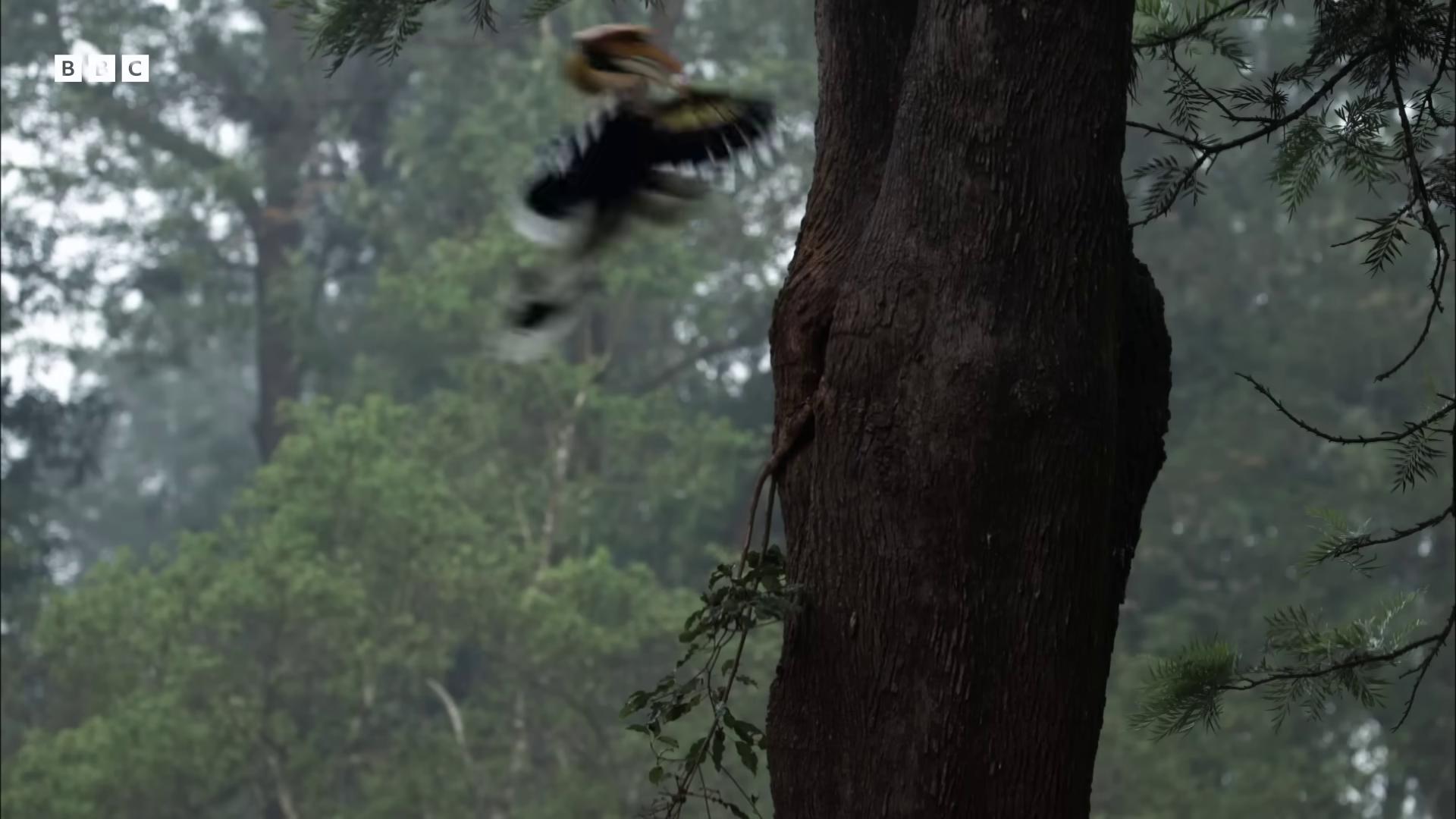 a bird is flying in the air near a tree still from nature documentary still from a nature documentary birds flying away from explosion leaping from babaob tree nature documentry footage photograph captured in a forest bullets whizzing past camera national geographic footage roger deakin s cinematography still from a live action movie