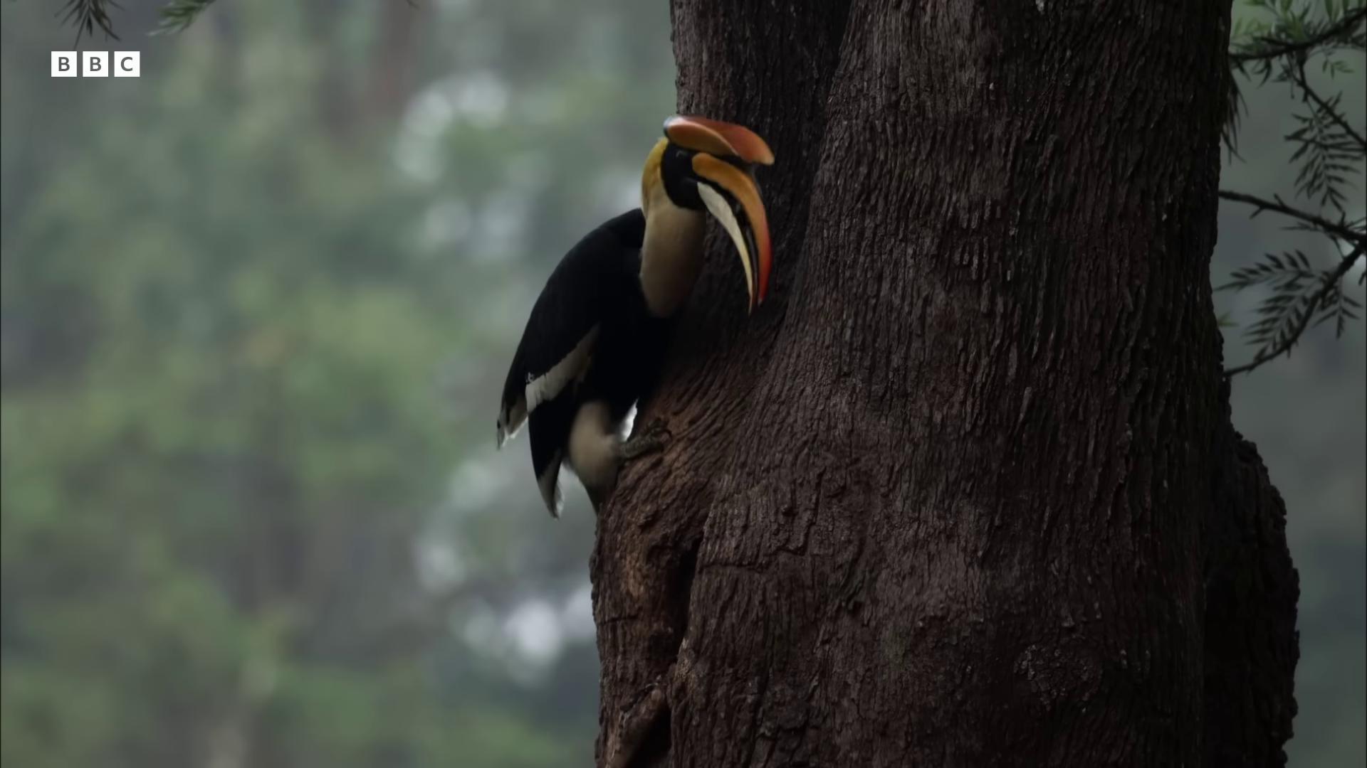 a bird is perched on a tree branch still from nature documentary with a yellow beak yellow beak long thick shiny black beak beaked mask colorful bird with a long long thick shiny gold beak guwahati photograph captured in a forest toucan 6 toucan beaks by sudip roy rare bird in the jungle
