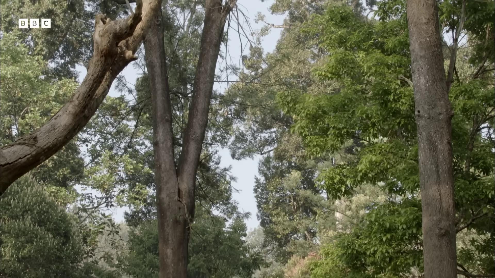 a man is riding a bike through the woods terrence malick screenshots trees matte painting anamorphic cinematography still from nature documentary highly detailed vfx scene merging with tree in a forest torii in a moutain with trees natural tpose floating trees fabian wagner cinematography huge incredibly immense trees trees in background