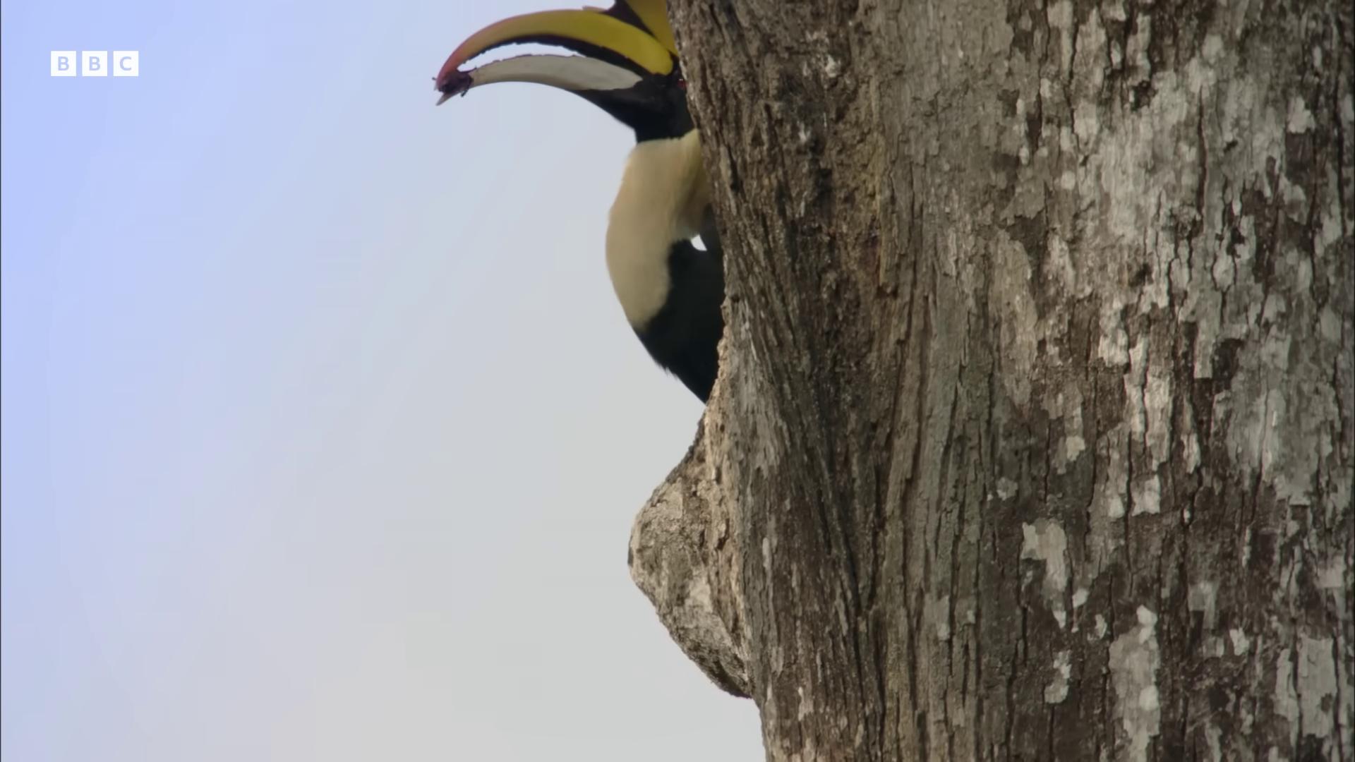 a bird is perched on a tree still from nature documentary still from a nature documentary with a yellow beak 6 toucan beaks toucan one big beak yellow beak beaks big beak long thick shiny gold beak colorful bird with a long rounded beak long thick shiny black beak white neck visible beak
