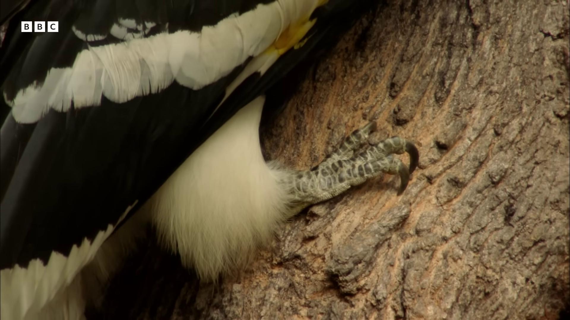 a bird is perched on a tree branch eagle beak long claws still from nature documentary sharp detailed claws still from a nature documentary beak of an eagle big claws landing gear beaks sharp claws close up detailed close foot shot feathers growing from arms giant claws loom detailed claws feathers growing out of skin natural tpose