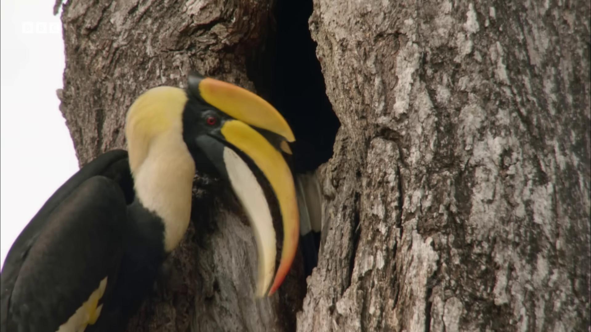 a bird is sitting in a tree still from nature documentary still from a nature documentary 6 toucan beaks beaks toucan one big beak national geographic footage nature documentry footage big beak yellow beak beak national geographic channel beware the jubjub bird with a yellow beak