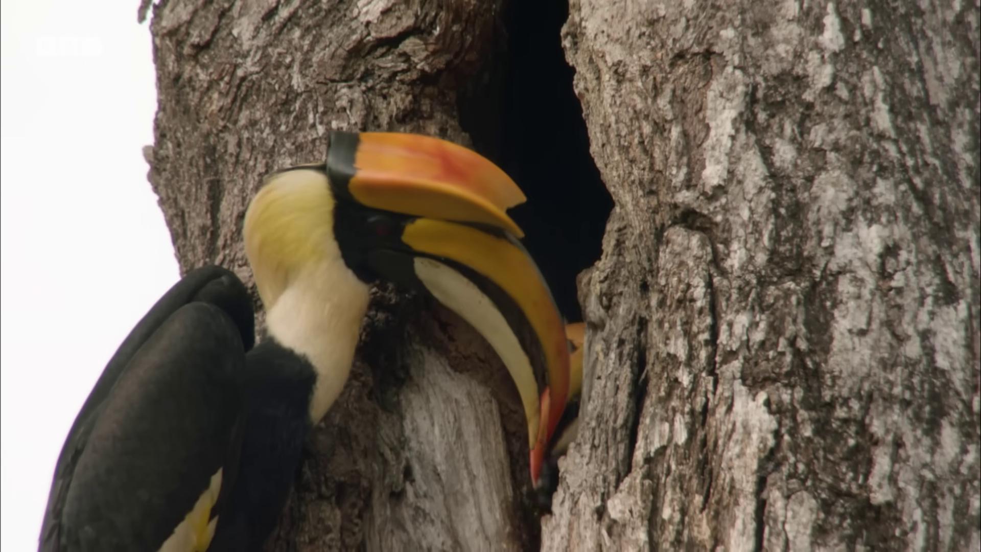 a bird with a yellow beak is perched on a tree still from nature documentary still from a nature documentary 6 toucan beaks beaks toucan national geographic footage one big beak nature documentry footage beak yellow beak with a yellow beak big beak nest is made of sticks national geographic channel rounded beak