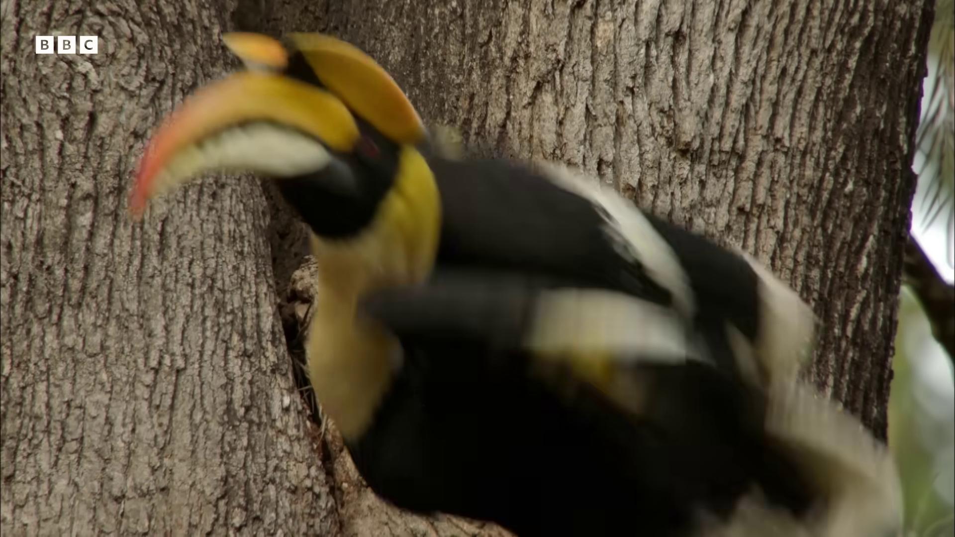 a bird is perched on a tree still from a nature documentary still from nature documentary national geographic footage beaks wildlife documentary 6 toucan beaks screenshot of found footage nature documentary yellow beak petzval lens out of focus nature documentry footage low angle 8k hd nature photo beak
