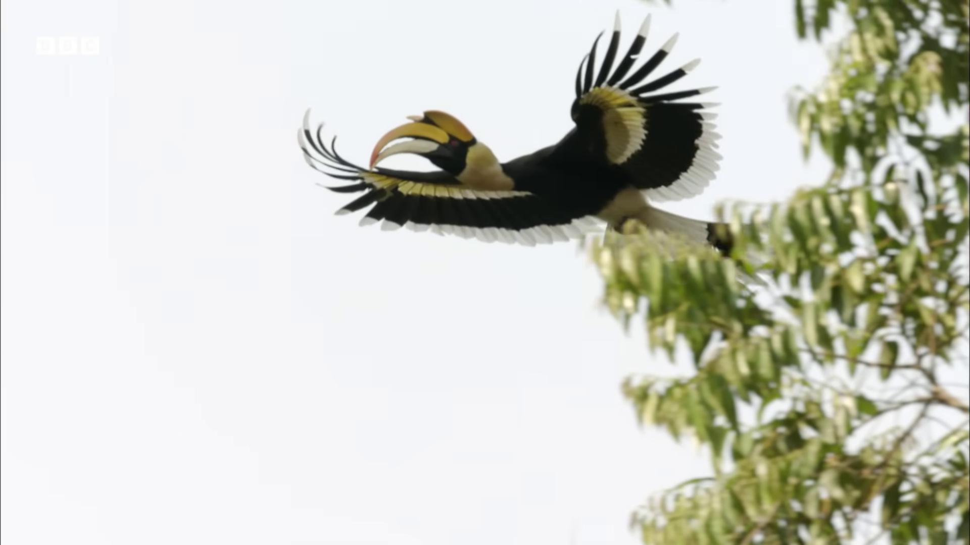 a bird flying through the air with its wings spread still from nature documentary still from a nature documentary leaping from babaob tree colorful bird with a long rare bird in the jungle helicopters and tremendous birds nature documentry footage flying giant animals 6 toucan beaks with a yellow beak national geographic footage