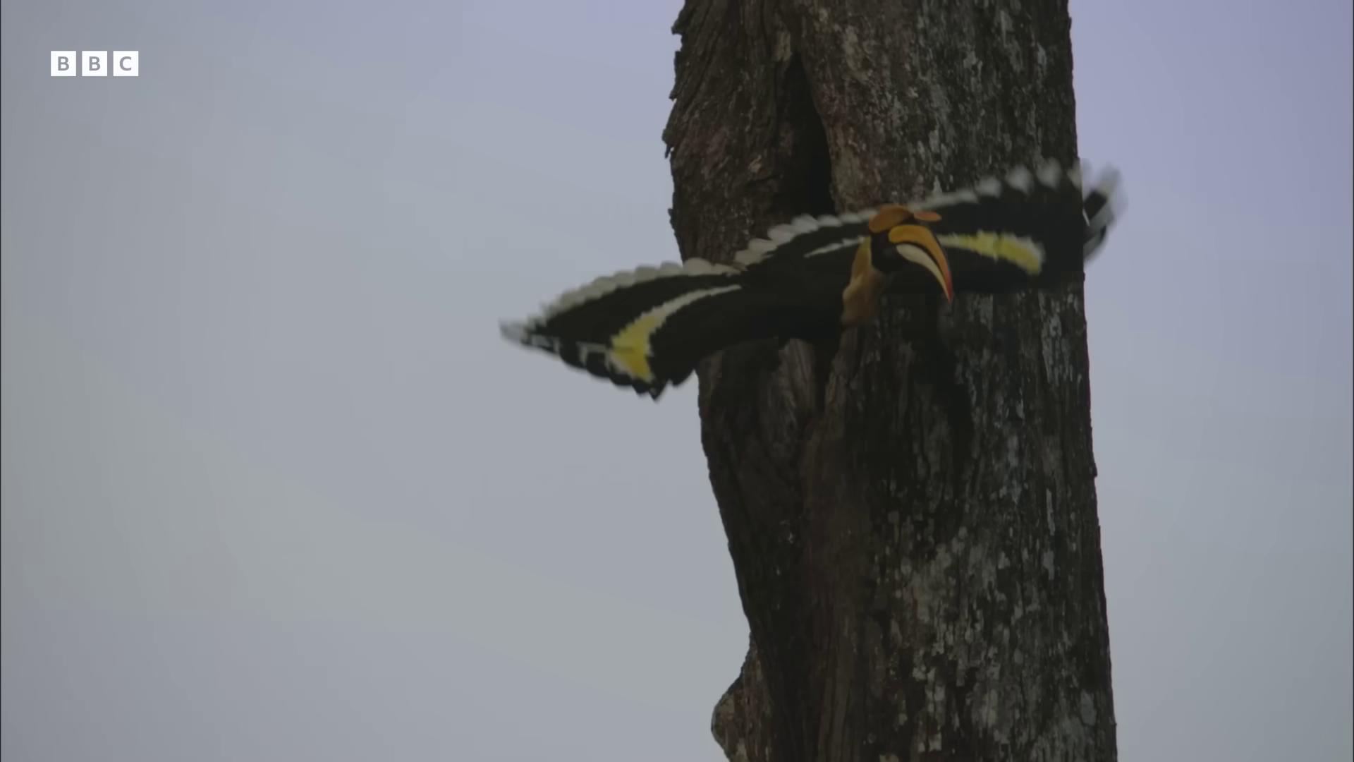 a bird is flying around a tree still from nature documentary still from a nature documentary leaping from babaob tree nature documentry footage national geographic footage colorful bird with a long narrow wings behind with a yellow beak bbc earth national geographic channel flying giant animals helicopters and tremendous birds a surrealistic bird wildlife documentary