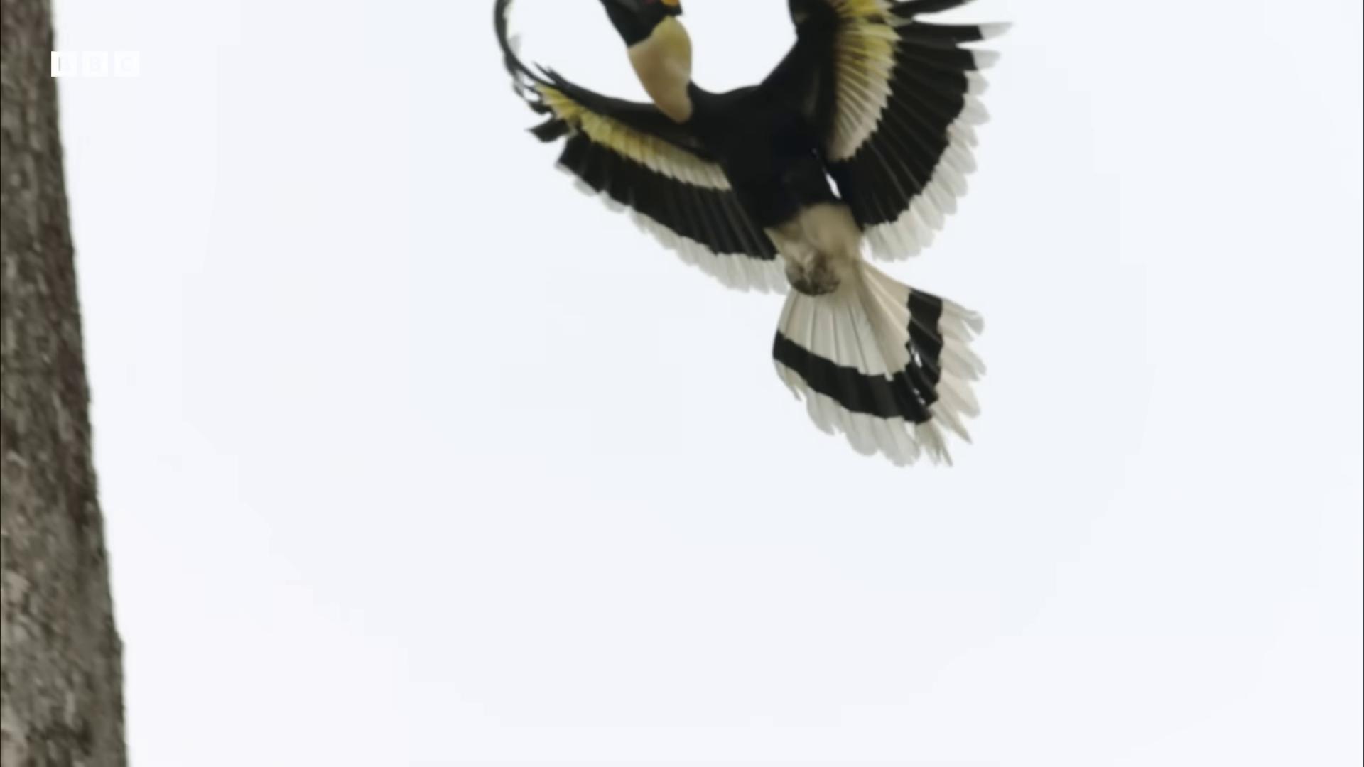 a bird is flying in the air near a tree still from nature documentary still from a nature documentary colorful bird with a long symetrical wings female ascending into the sky majestic symmetrical eagle wings with a yellow beak magpie female in flight morphing wings king vulture head female ascending has black wings