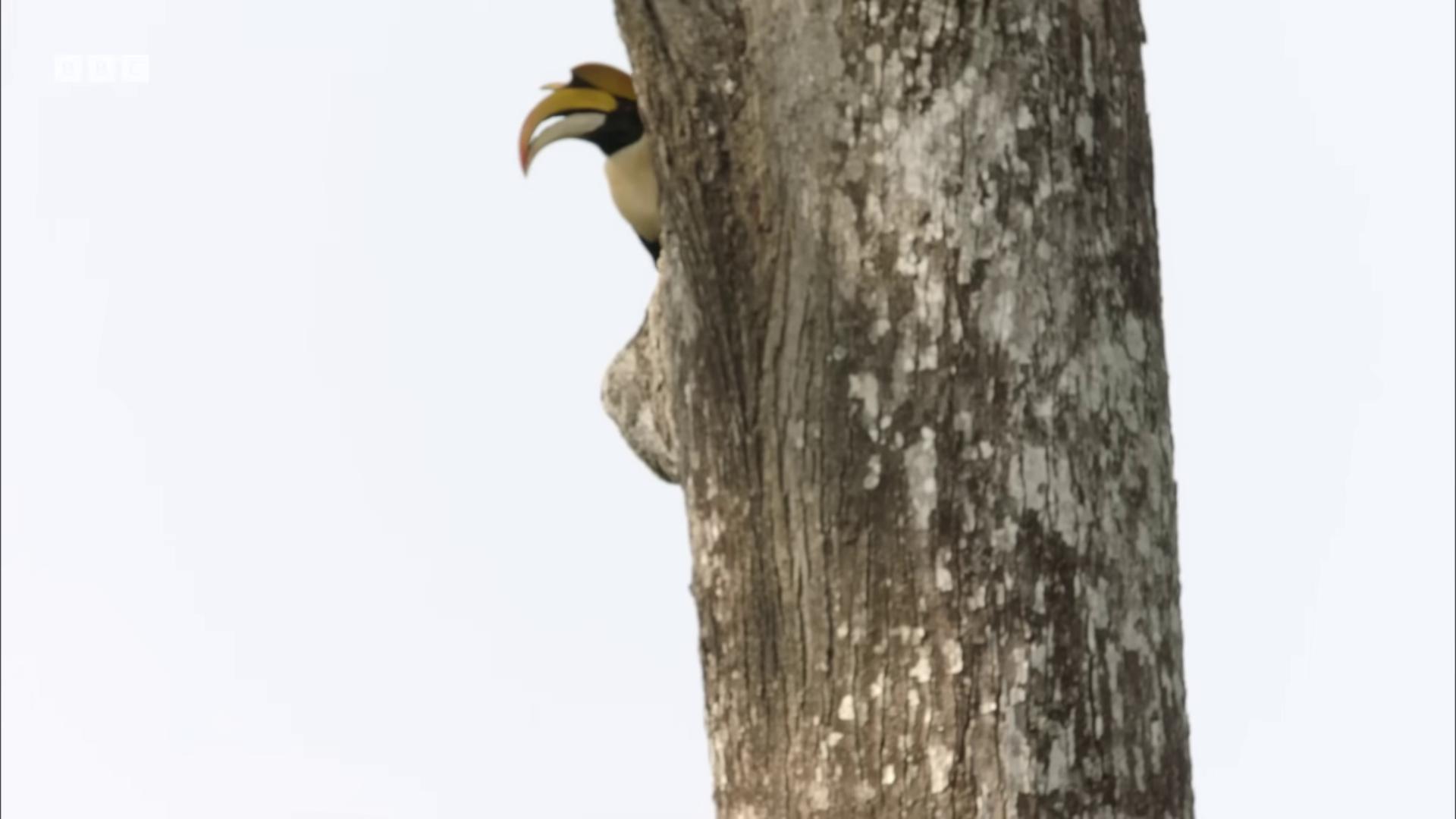 a bird is perched on a tree branch still from nature documentary still from a nature documentary 6 toucan beaks toucan with a yellow beak yellow beak rare bird in the jungle rounded beak visible head and eyes white neck visible visible head national geographic footage natural tpose big beak one big beak