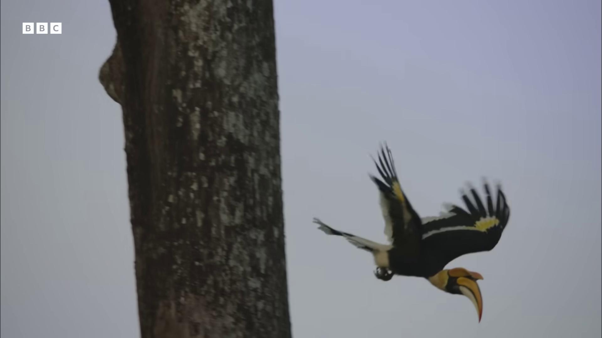 a bird is flying in the air still from nature documentary still from a nature documentary leaping from babaob tree nature documentry footage 6 toucan beaks colorful bird with a long national geographic footage helicopters and tremendous birds morphing wings king vulture head wildlife photography canon wildlife documentary female ascending into the sky
