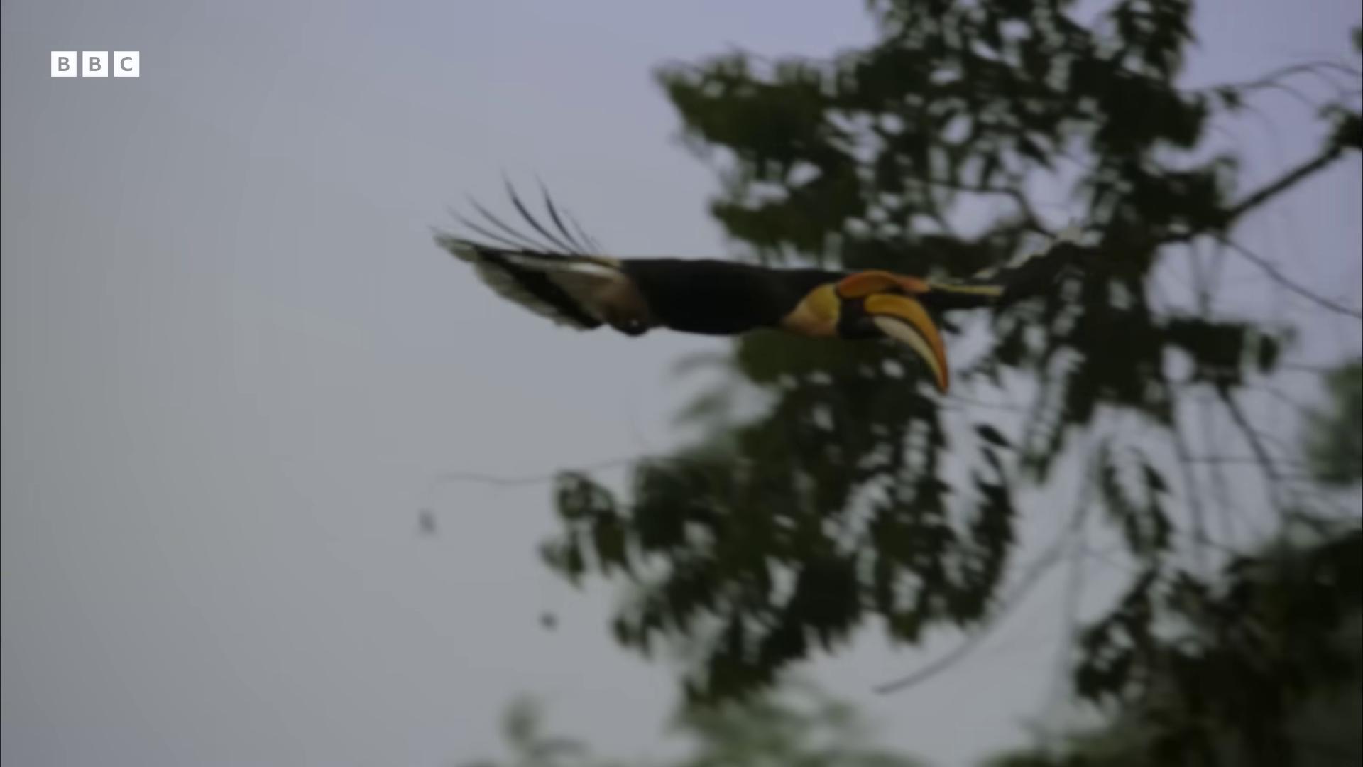 a bird flying through the air with its wings spread still from nature documentary still from a nature documentary leaping from babaob tree helicopters and tremendous birds nature documentry footage 6 toucan beaks rare bird in the jungle long thick shiny gold beak national geographic footage toucan wildlife documentary in flight