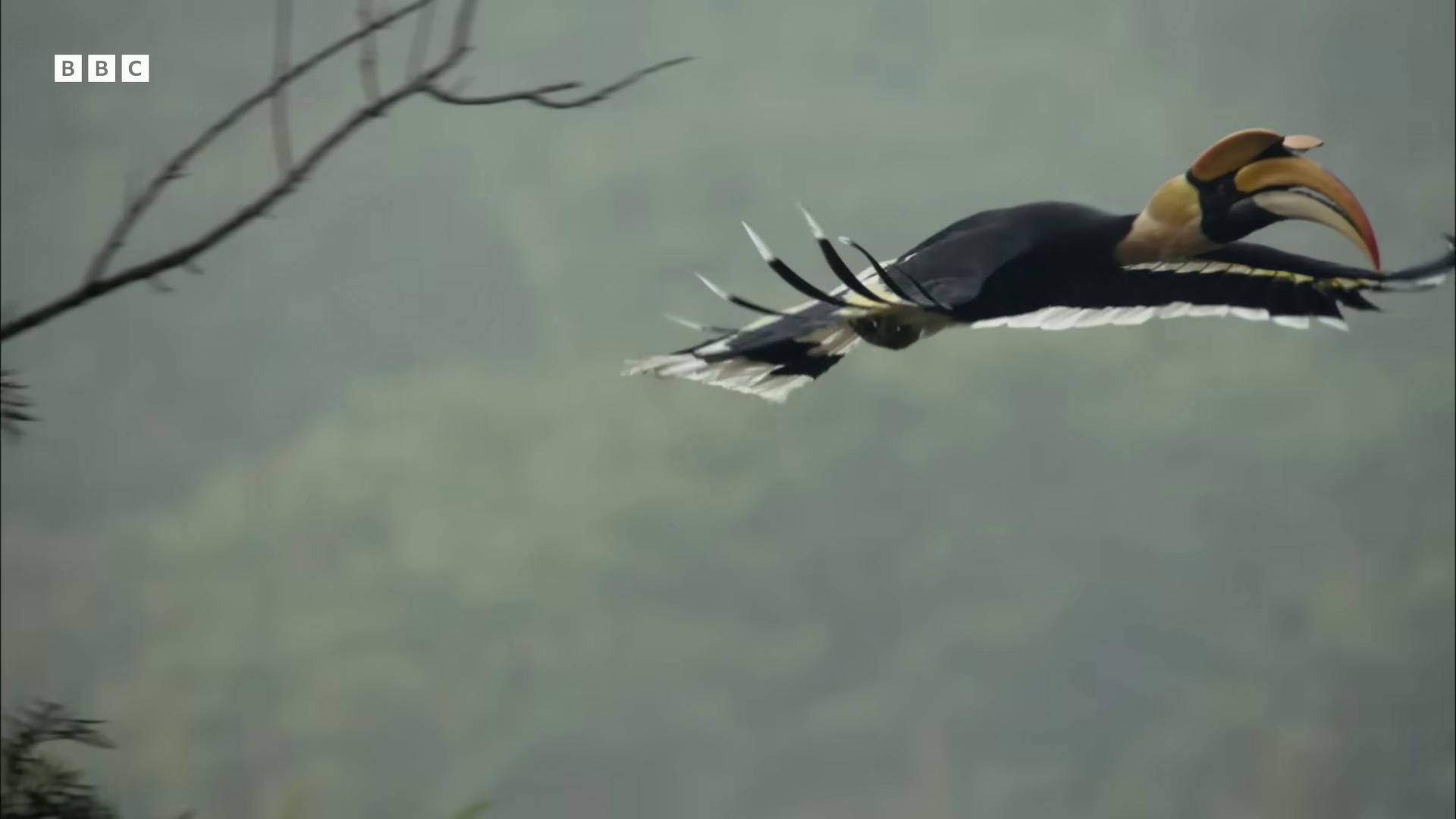 a bird flying in the air still from nature documentary still from a nature documentary an eagle flying majestic symmetrical eagle wings has black wings outstretched wings black aarakocra eagle warlord long wings in flight large wingspan dark feathered wings exquisite and handsome wings colorful bird with a long