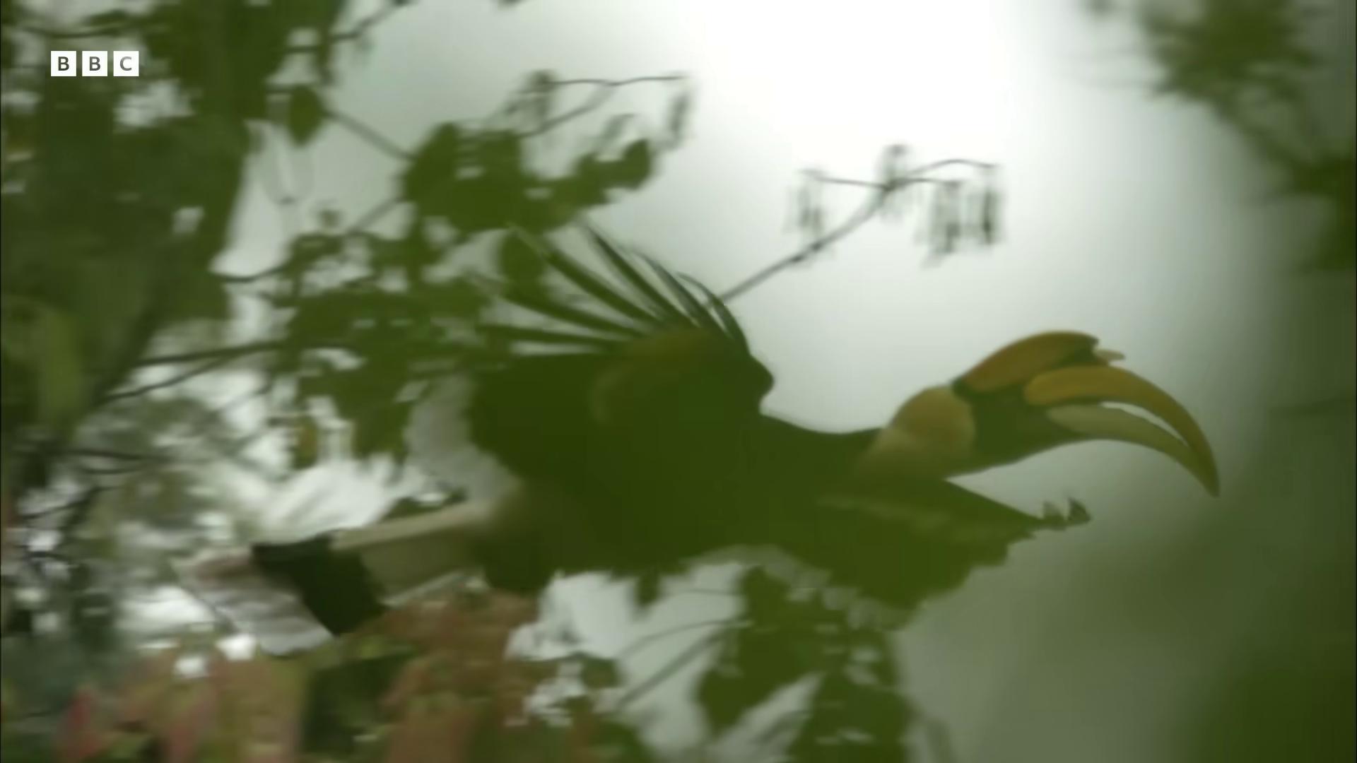 a bird is perched on a tree branch morphing wings king vulture head still from nature documentary still from a nature documentary petra cortright birds f cgsociety 6 toucan beaks still of rainbow ophanim screenshot of found footage toucan turaco morphing chicken rare bird in the jungle tyrus wong