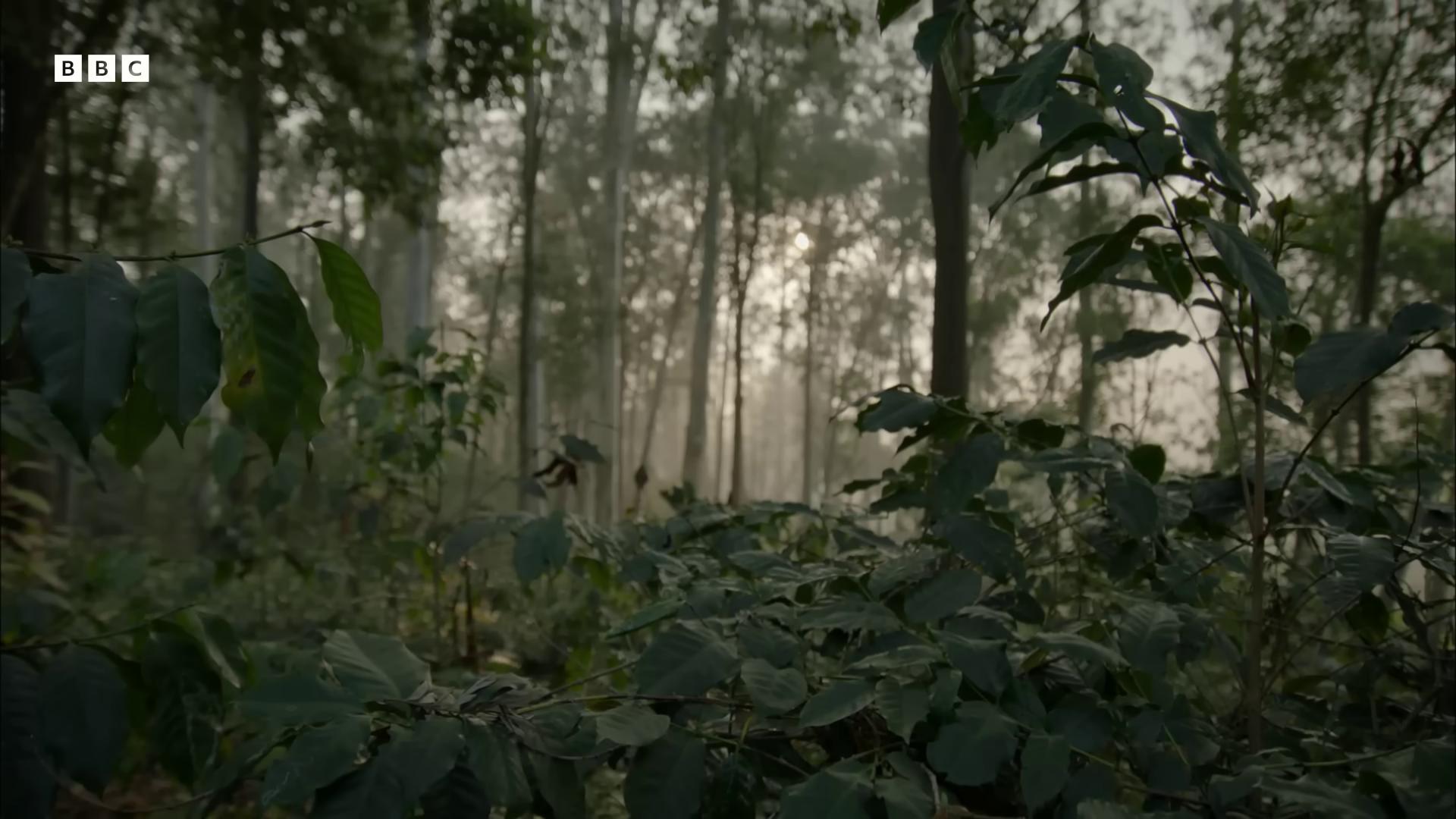a forest with trees and fog by emmanuel lubezki the ayahuasca spirit roger deakins cinematography roger deakins cinematography deforested forest background background assam tea garden awardwinning cinematography 2 0 1 5 cinematography 2015 cinematography photograph captured in a forest forest environment indian forest