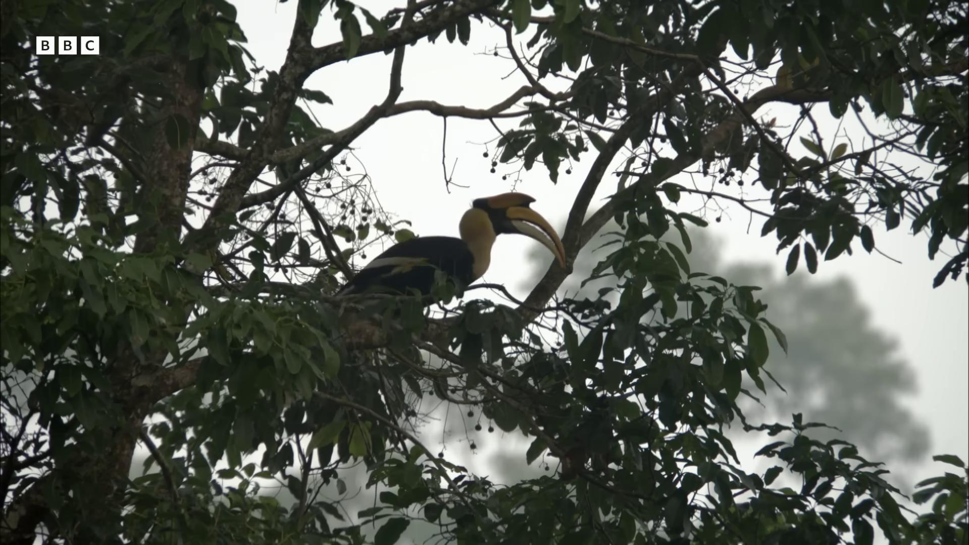 a bird is perched in a tree still from nature documentary 6 toucan beaks still from a nature documentary rare bird in the jungle long thick shiny gold beak with a yellow beak kuntilanak on tree long thick shiny black beak toucan leaping from babaob tree yellow beak wildlife preservation national geographic footage