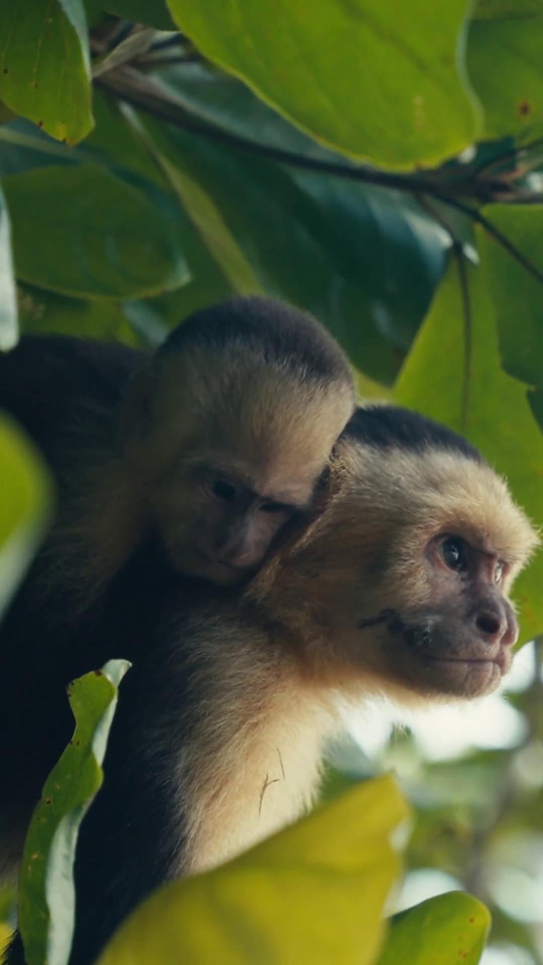 a monkey in a tree still from nature documentary nature documentry footage monkey island still from a nature documentary monkeys bbc earth apes hanging from vines national geographic channel imax 7 0 mm footage amazon jungle national geographic footage awardwinning cinematography featured on vimeo nature documentary wildlife documentary imax 7 0 mm footage