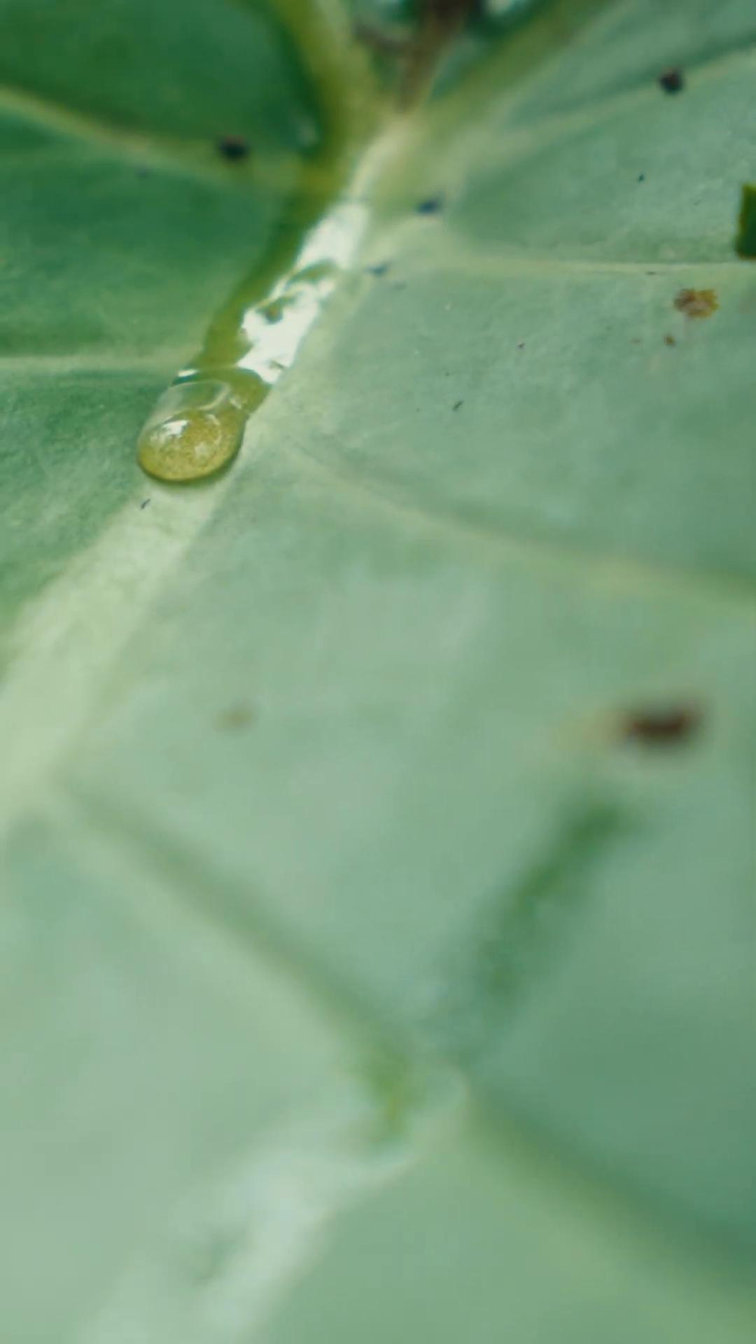 a leaf with water droplets on it drops of clean water still from nature documentary vfx film closeup plant sap still from a nature documentary drops of water 4 k film still water droplet drops around drop of waters the ayahuasca spirit drops beautiful green liquid still from a music video green rain