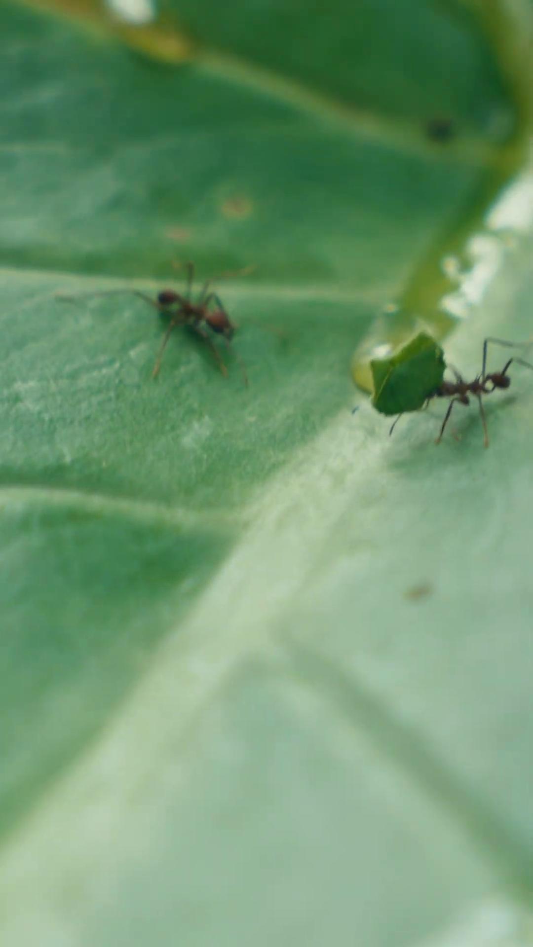 a group of ants on a leaf ant ant life smart ants antview ants ant pov still from nature documentary tiny people devouring food tiny insects screenshot from a movie still frame from a movie ant view still from a nature documentary violet ants pov of an ant 4 k hd film still workers
