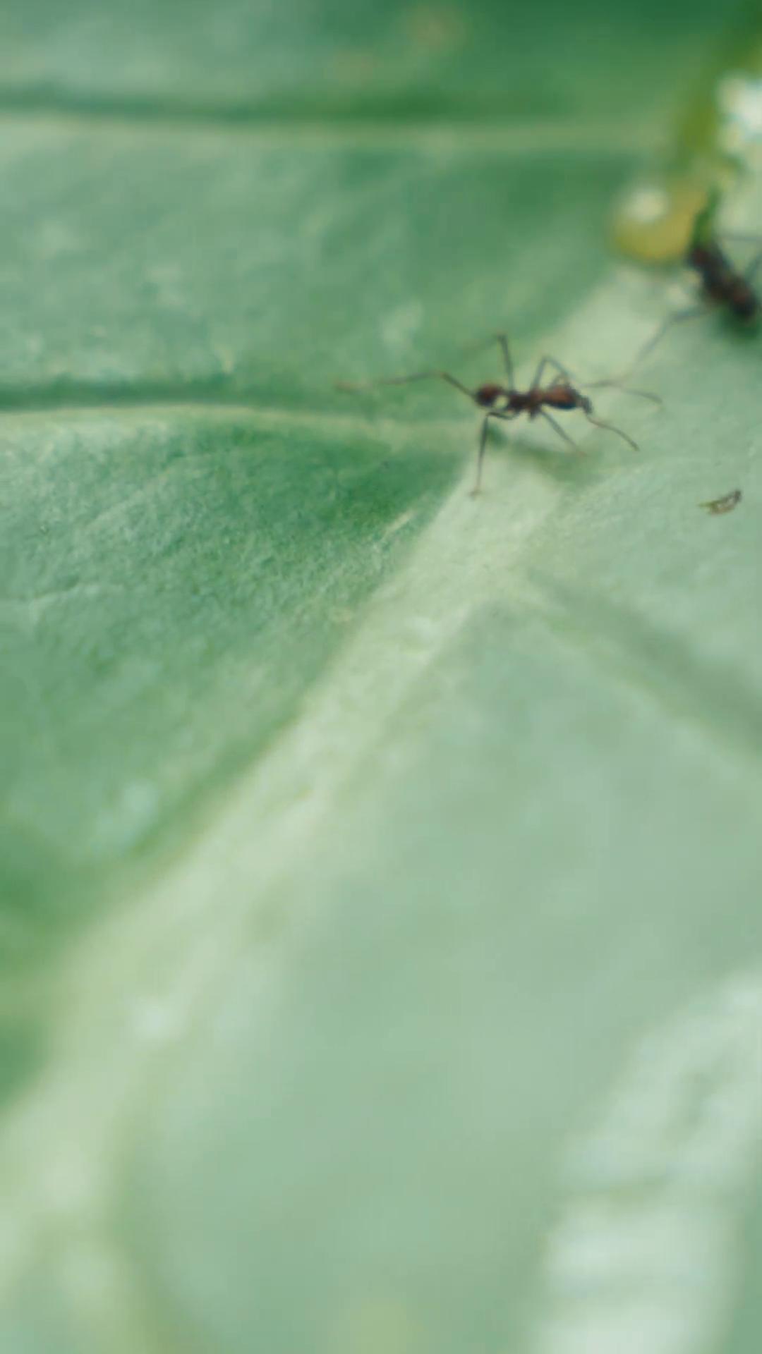 a close up of a leaf with a bug on it ant tiny insects antview ant life ant pov ants ant perspective ant view macro photography 25mm violet ants smart ants macro 8mm photo 2 8 mm macro photo beautiful macro closeup imagery ant humanoid micro macro autofocus