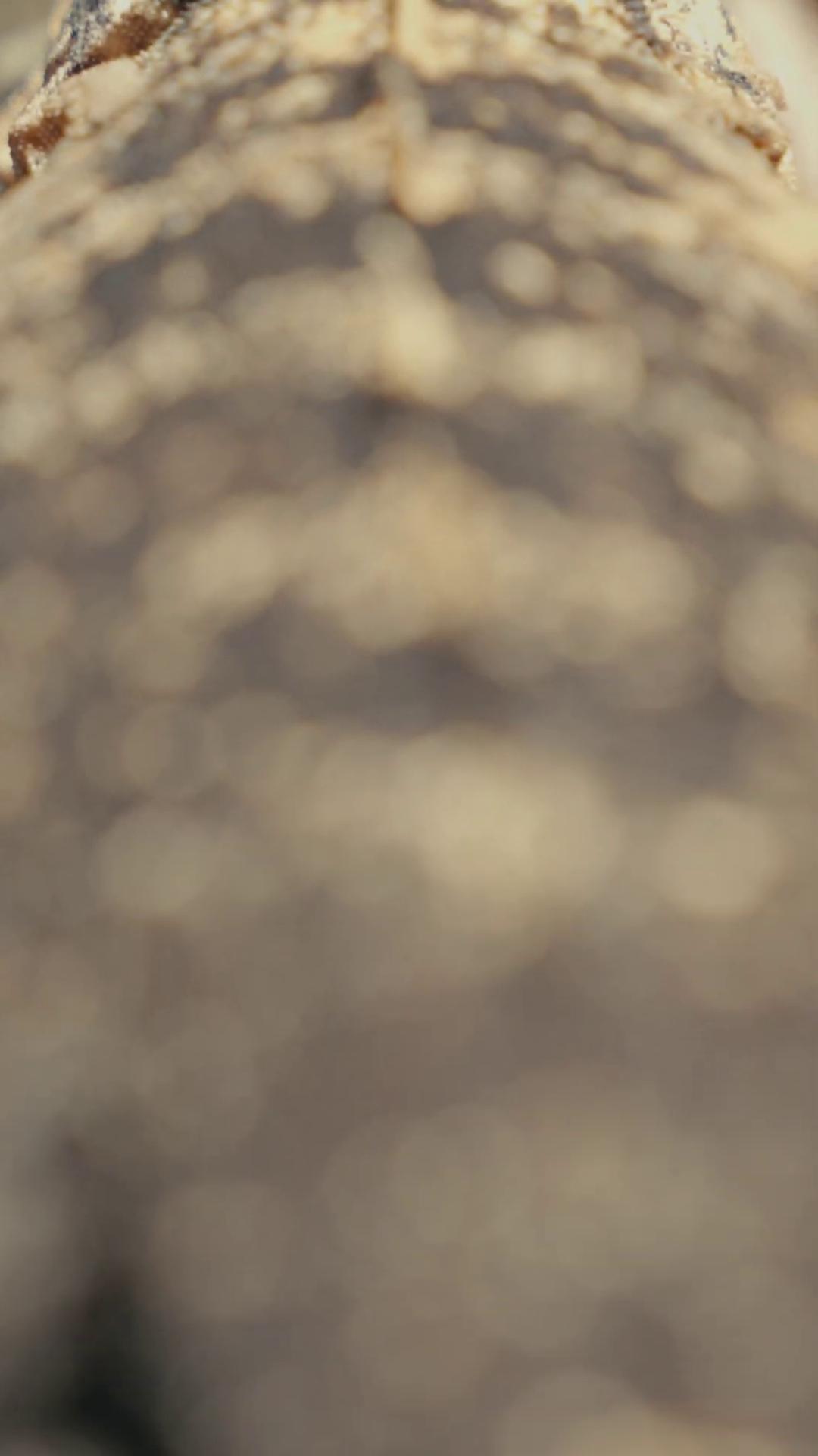 a close up of a tree trunk tilt shift desert background anamorphic bokeh still from a music video 2 0 2 1 cinematic 4 k framegrab anamorphic bokeh and lens flares new mexican desert background cinematic focus dof movie screenshot shot on anamorphic lenses cinematic still frame steppe background
