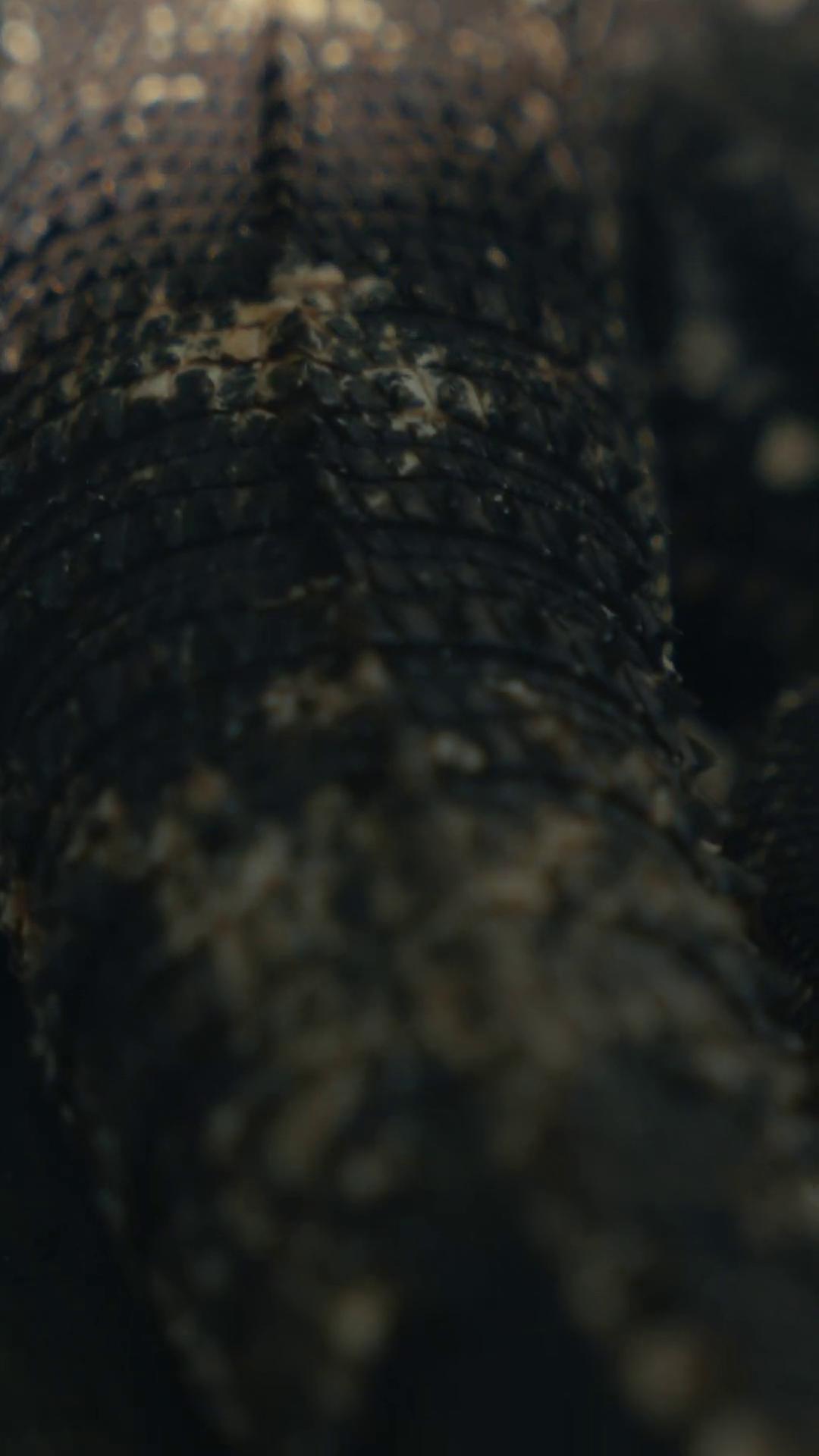 a close up of a large alligators skin crocodile like teeth reptilian skin reptile skin reptile lizard skin highly detailed snakes still from nature documentary still from a nature documentary scaly skin reptilian 2015 cinematography 2 0 1 5 cinematography scaly alligators