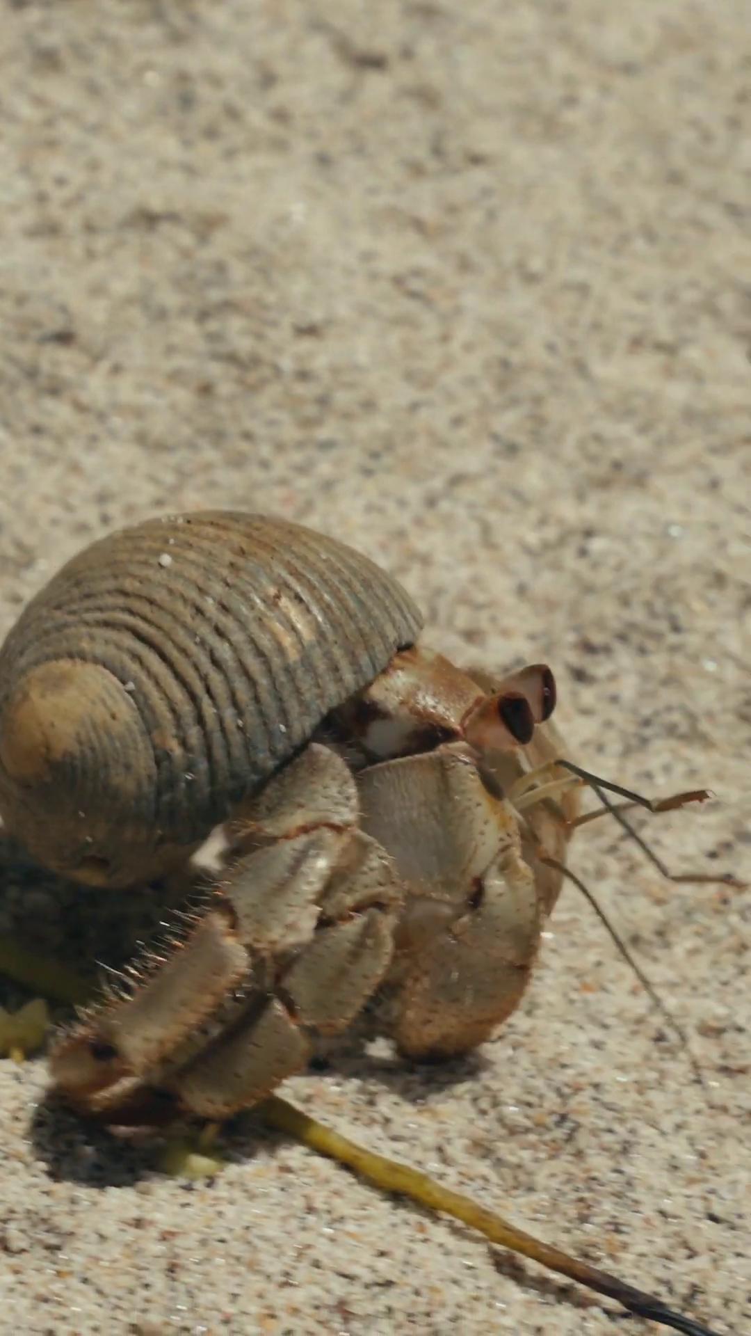 a hermit is walking on the sand still from a nature documentary still from nature documentary hermit crab titan isopod elon musk as slimy mollusk smooth carapace anthropomorphic crab crab on beach on sand nature documentary the most bizarre hybrid animals scene from dune 2 0 2 1 movie snail vs knight