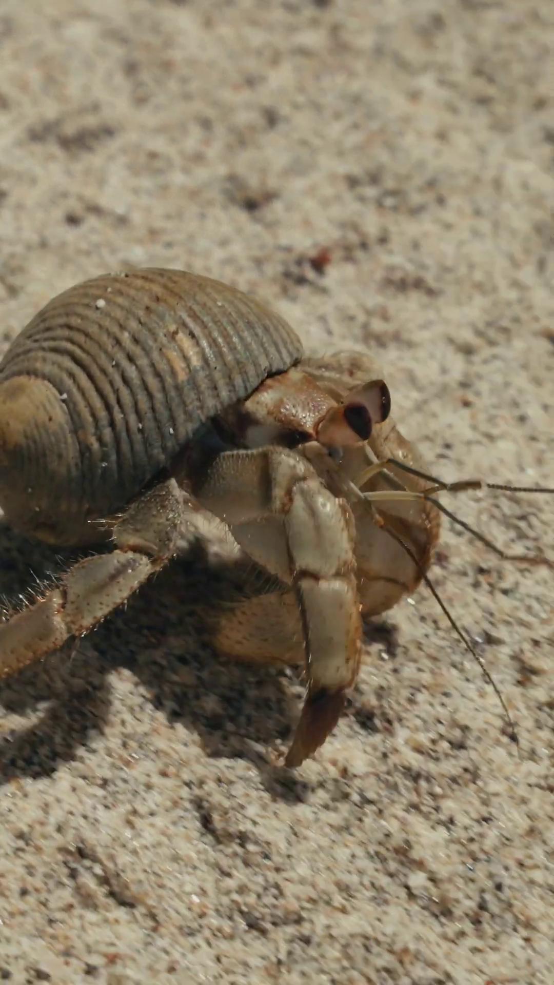 a hermit crawling on the sand hermit crab titan still from nature documentary anthropomorphic crab isopod still from a nature documentary elephant crab creature crab on beach on sand the most bizarre hybrid animals film still from movie dune2021 kabuto mortal shell smooth carapace tiger crab creature