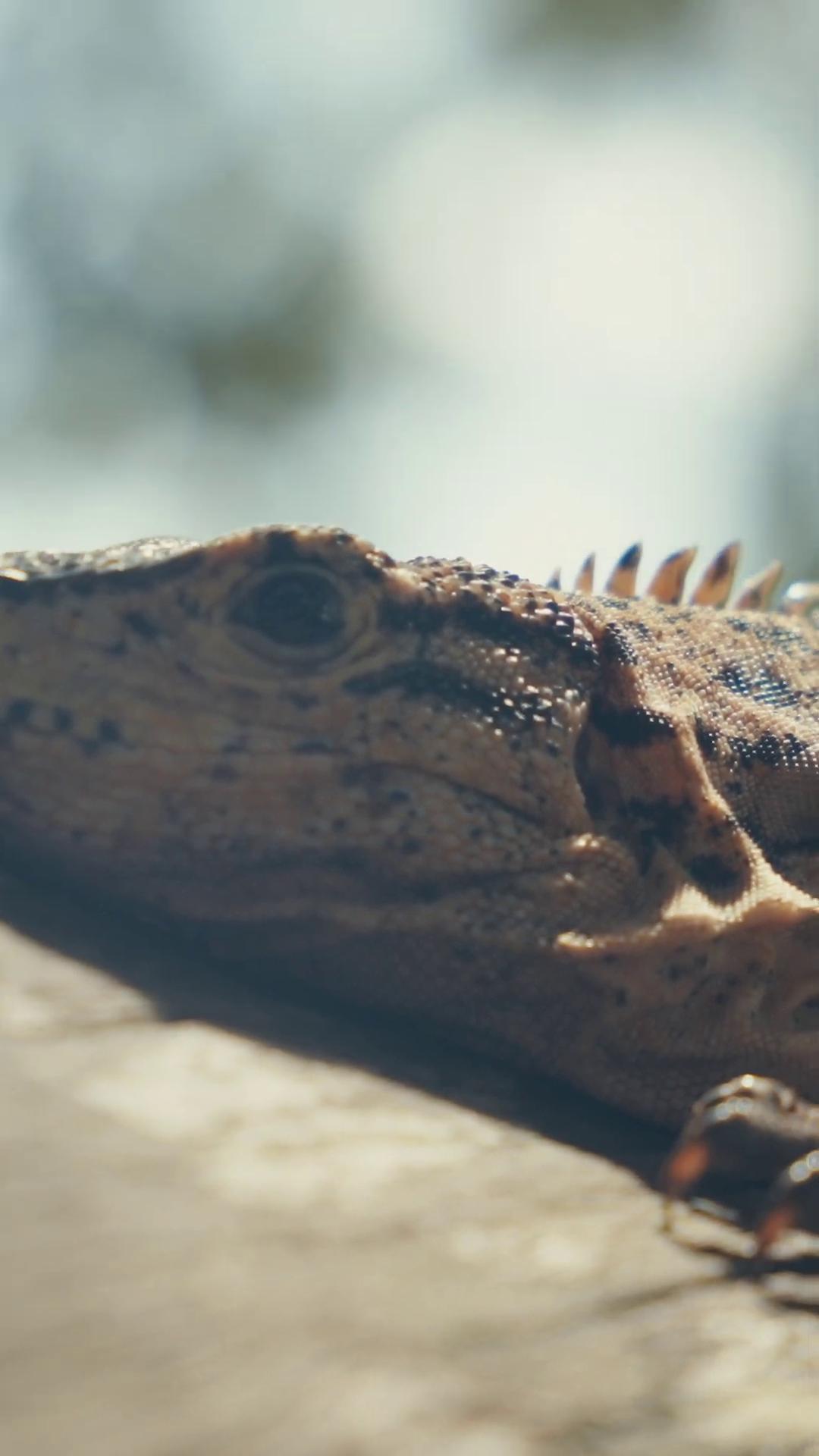 a lizard on a wooden surface shot on anamorphic lenses still from nature documentary anamorphic 50mm lens anamorphic 5 0 mm lens anamorphic 35 mm lens still from a nature documentary iguana anamorphic cinematography 2 4 mm wide angle anamorphic f18 anamorphic
