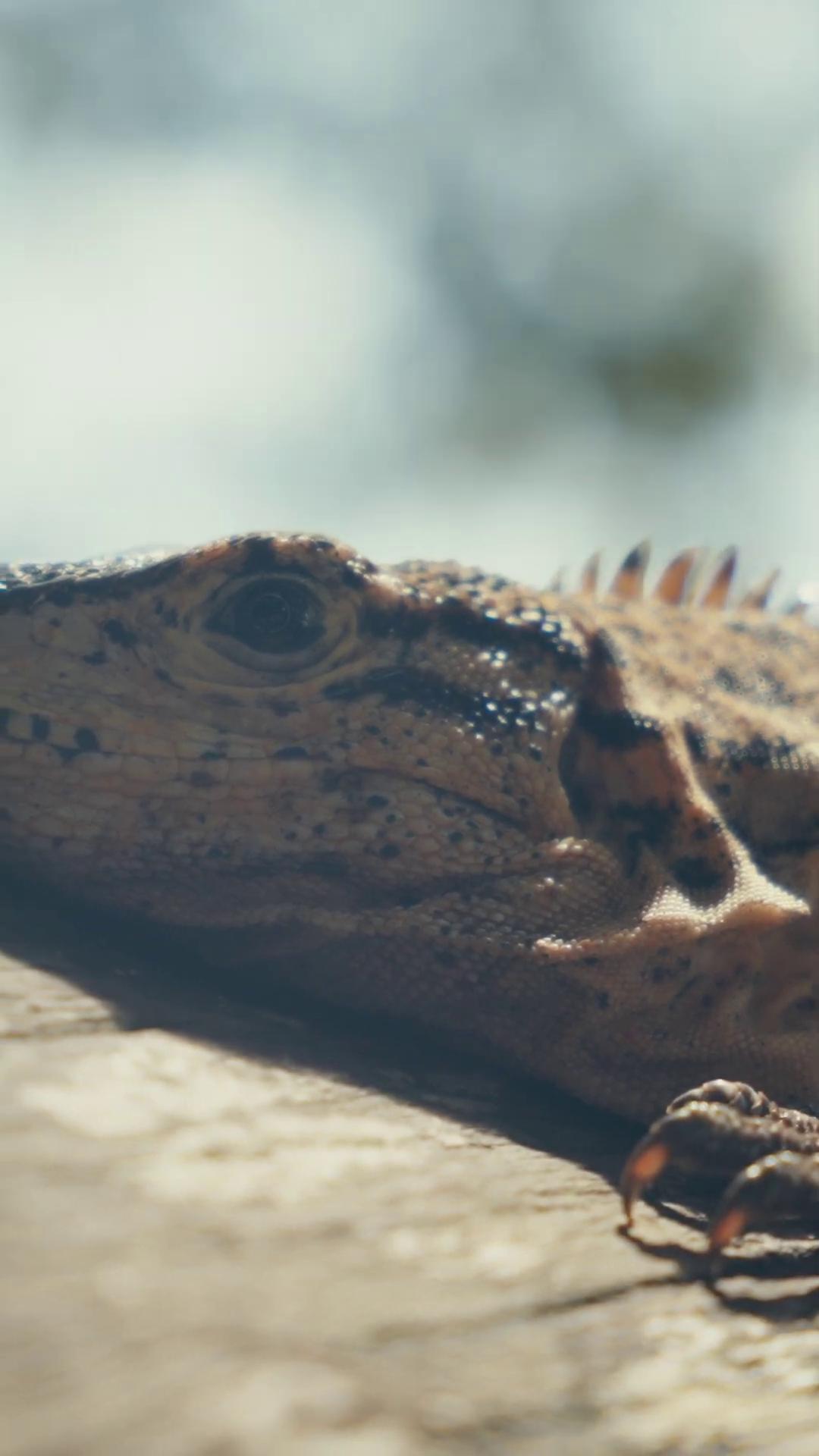 a lizard on a wall still from nature documentary shot on anamorphic lenses still from a nature documentary european fourlegged dragon iguana anamorphic 50mm lens anamorphic 5 0 mm lens lizard anamorphic 35 mm lens realistic lifelike dragon lizard skin lizard head lizard tongue